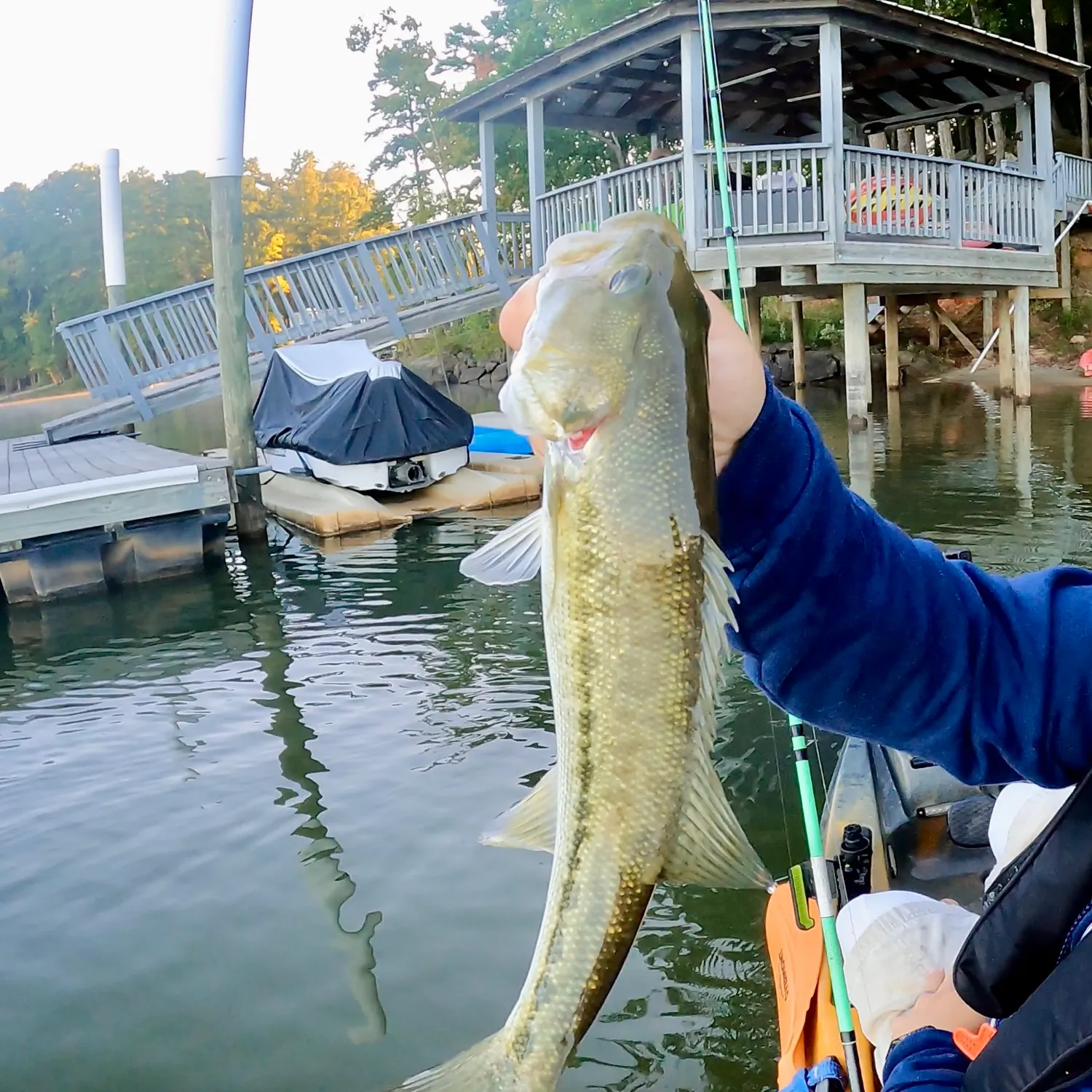 Spotted bass caught on Fishbrain