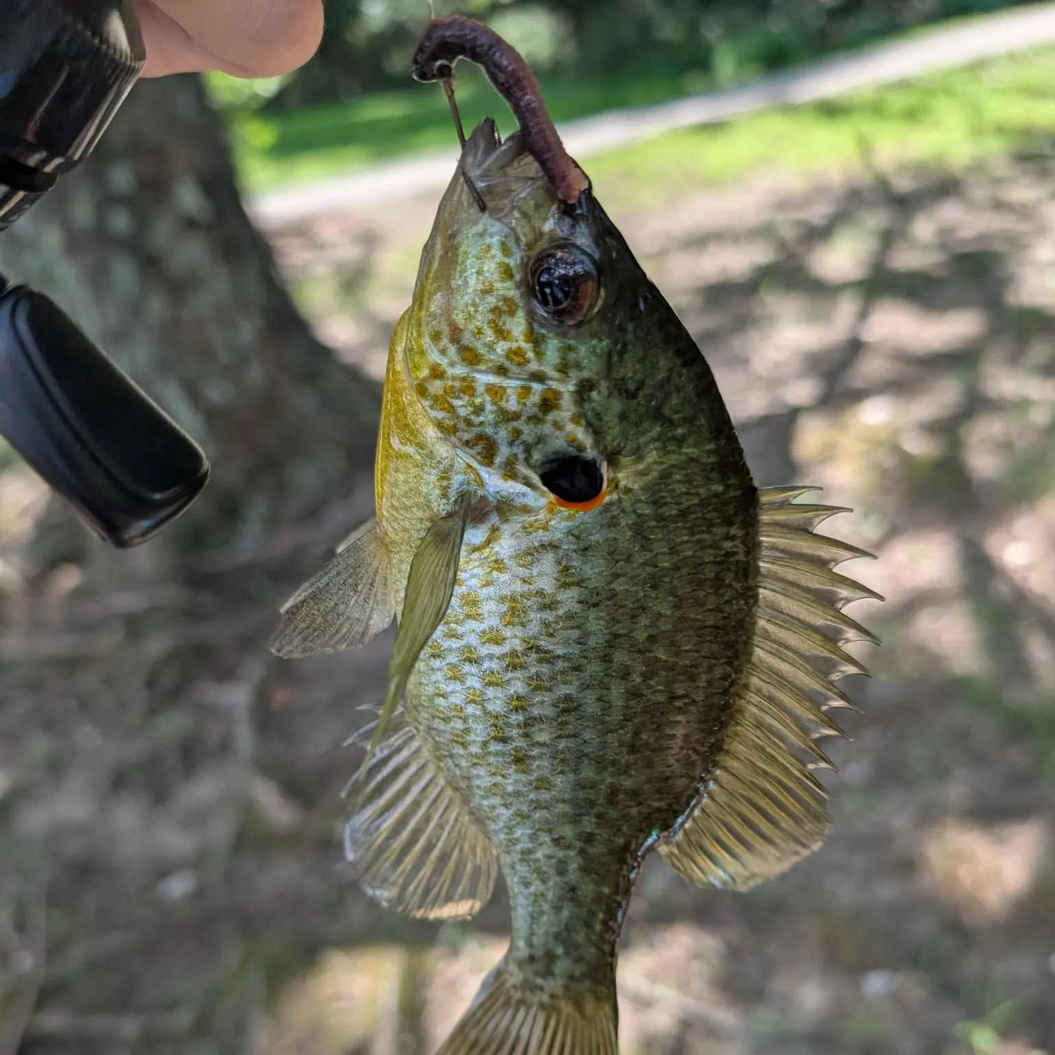 The most recent Redear sunfish catches on Fishbrain