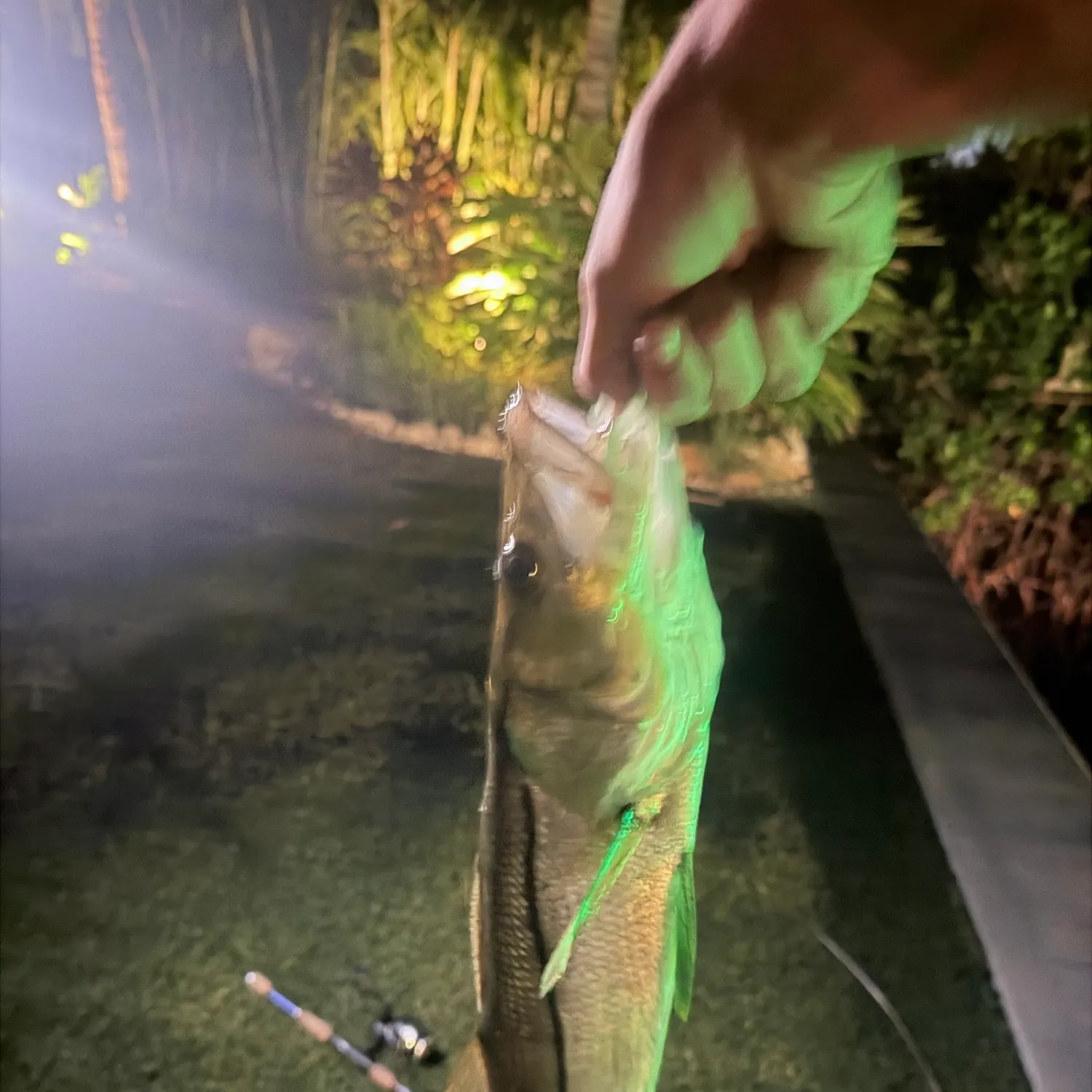 Common snook caught on Fishbrain