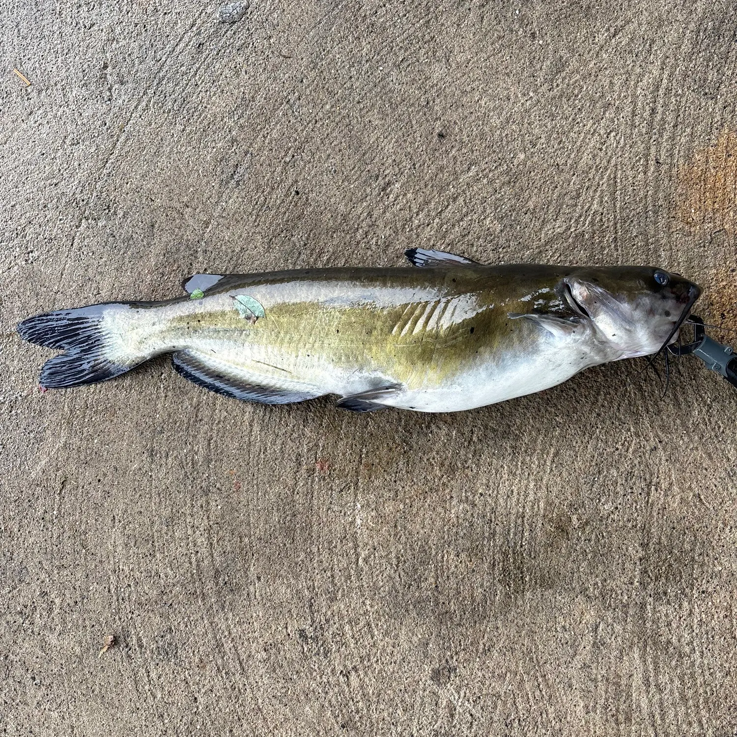 Channel catfish caught on Fishbrain