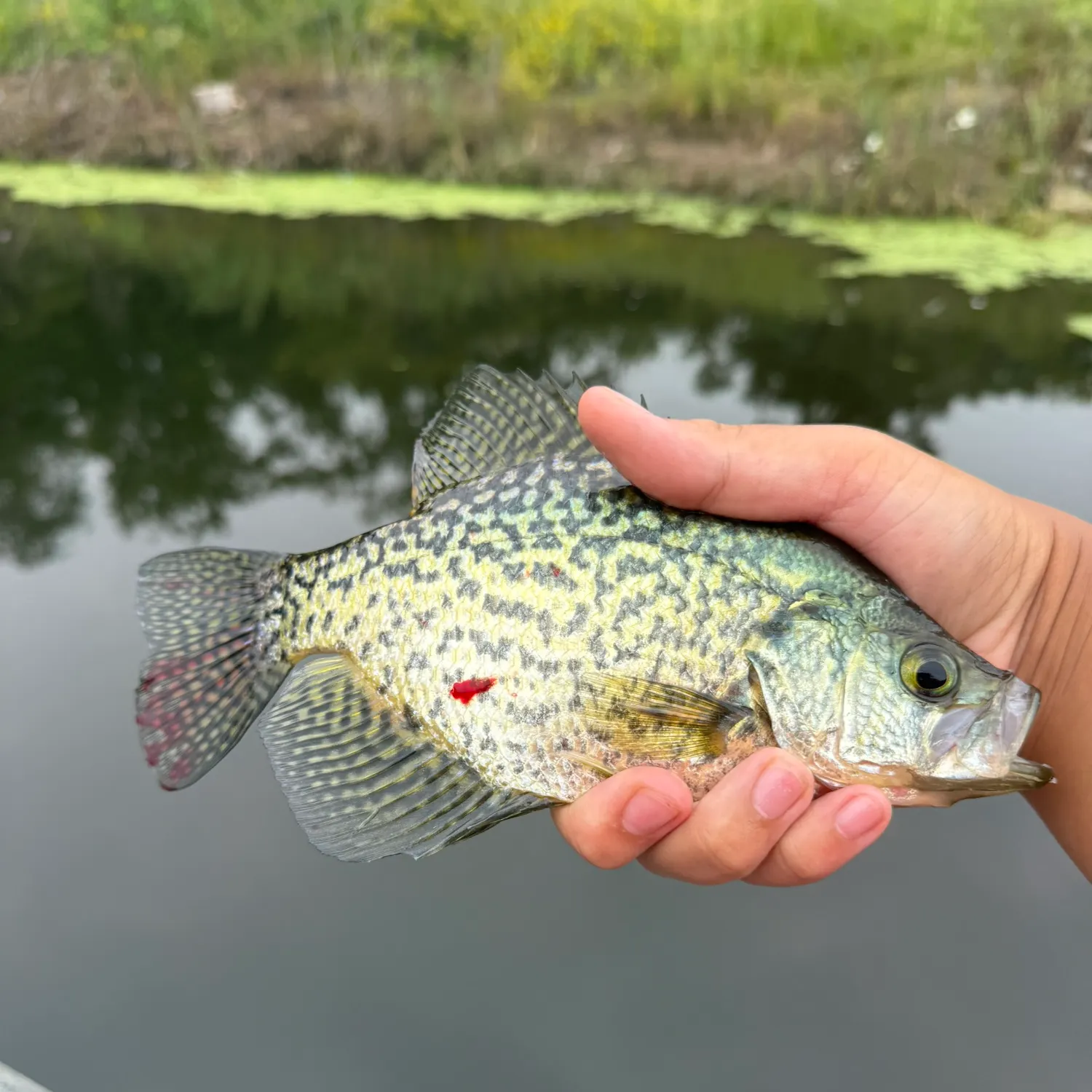 Black crappie caught on Fishbrain