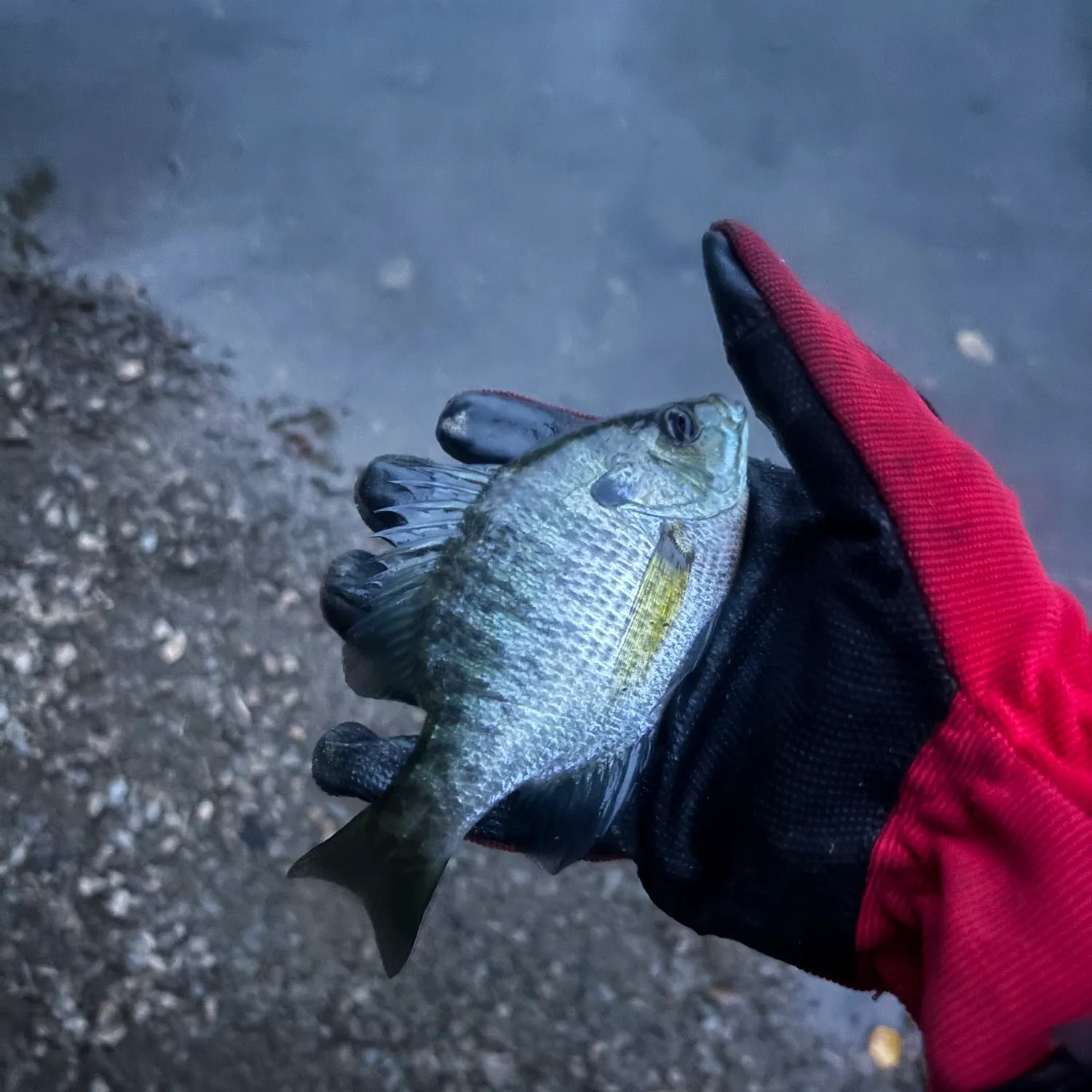 Bluegill caught on Fishbrain