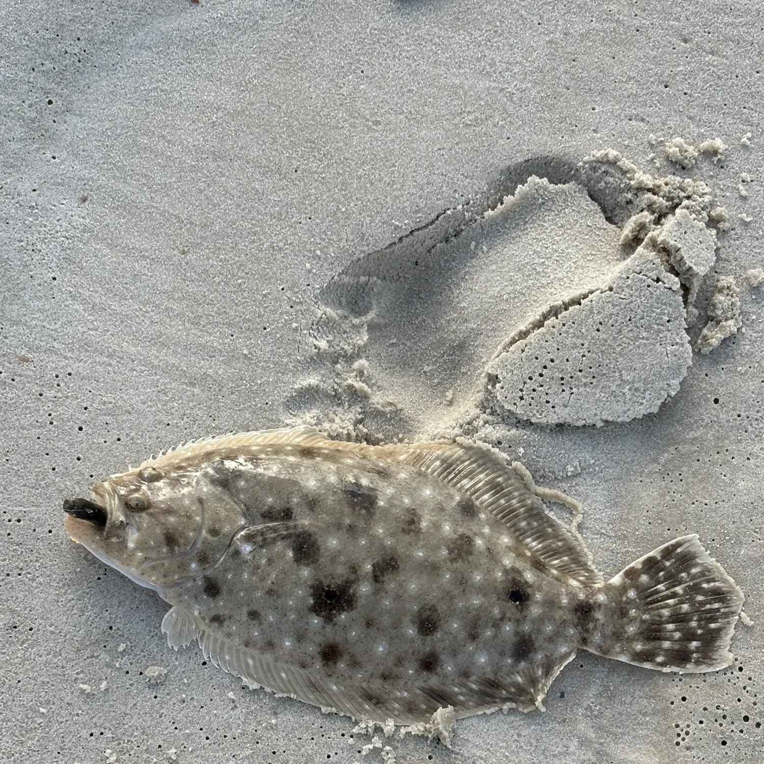 The most recent Gulf flounder catches on Fishbrain