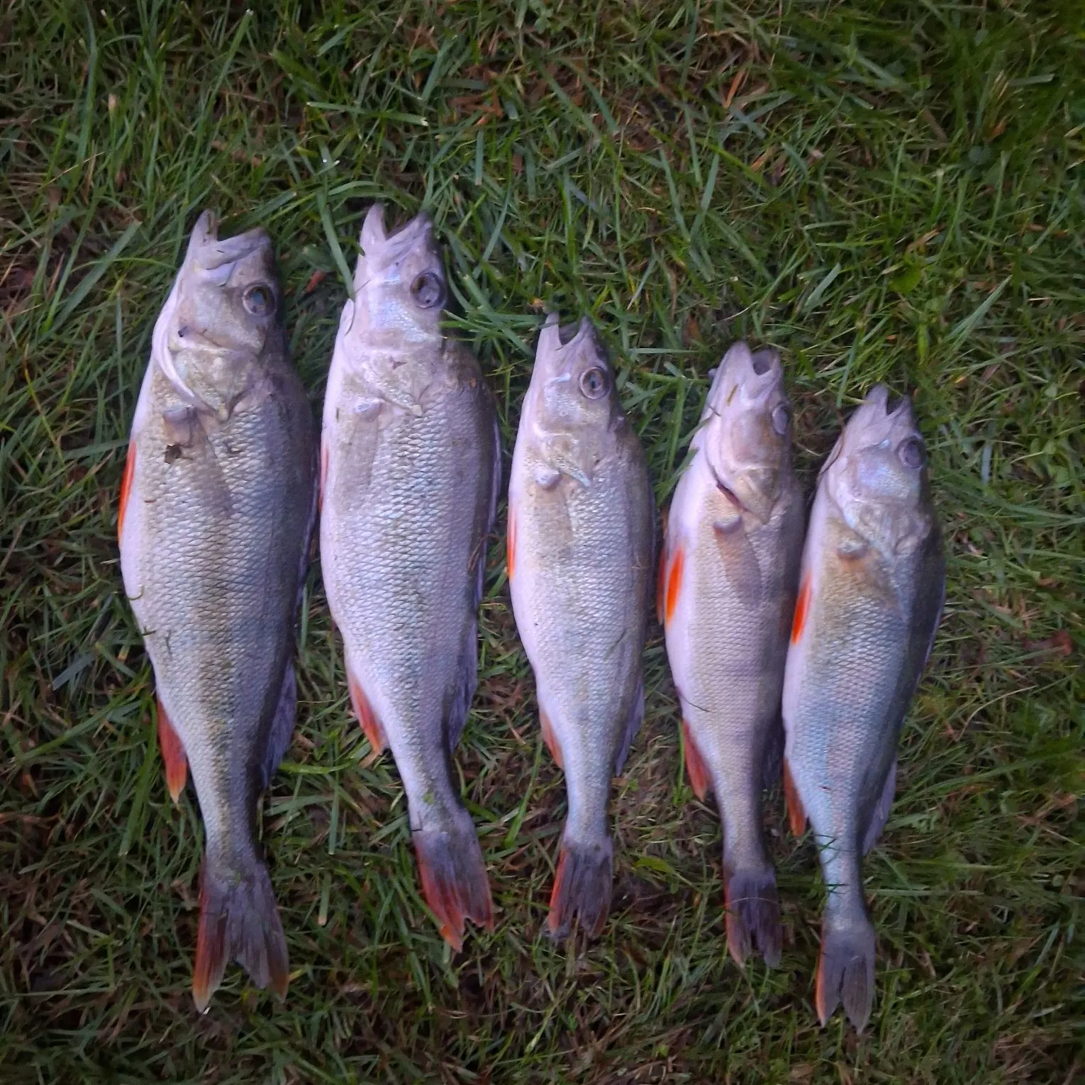 European perch caught on Fishbrain