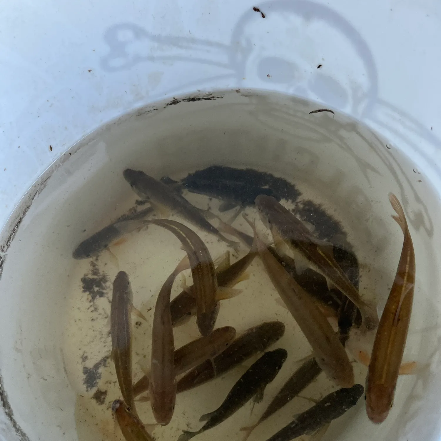 Creek chub caught on Fishbrain