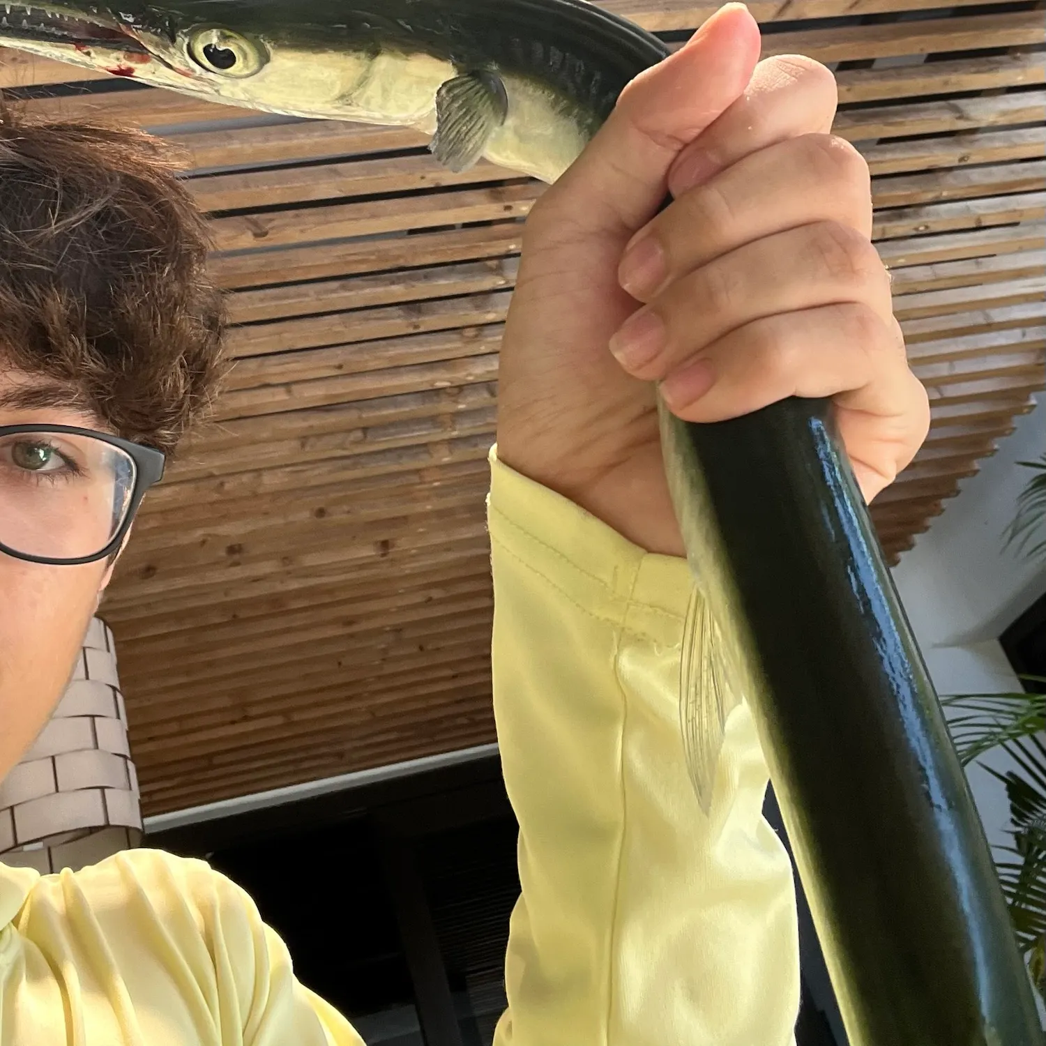 Flat needlefish caught on Fishbrain