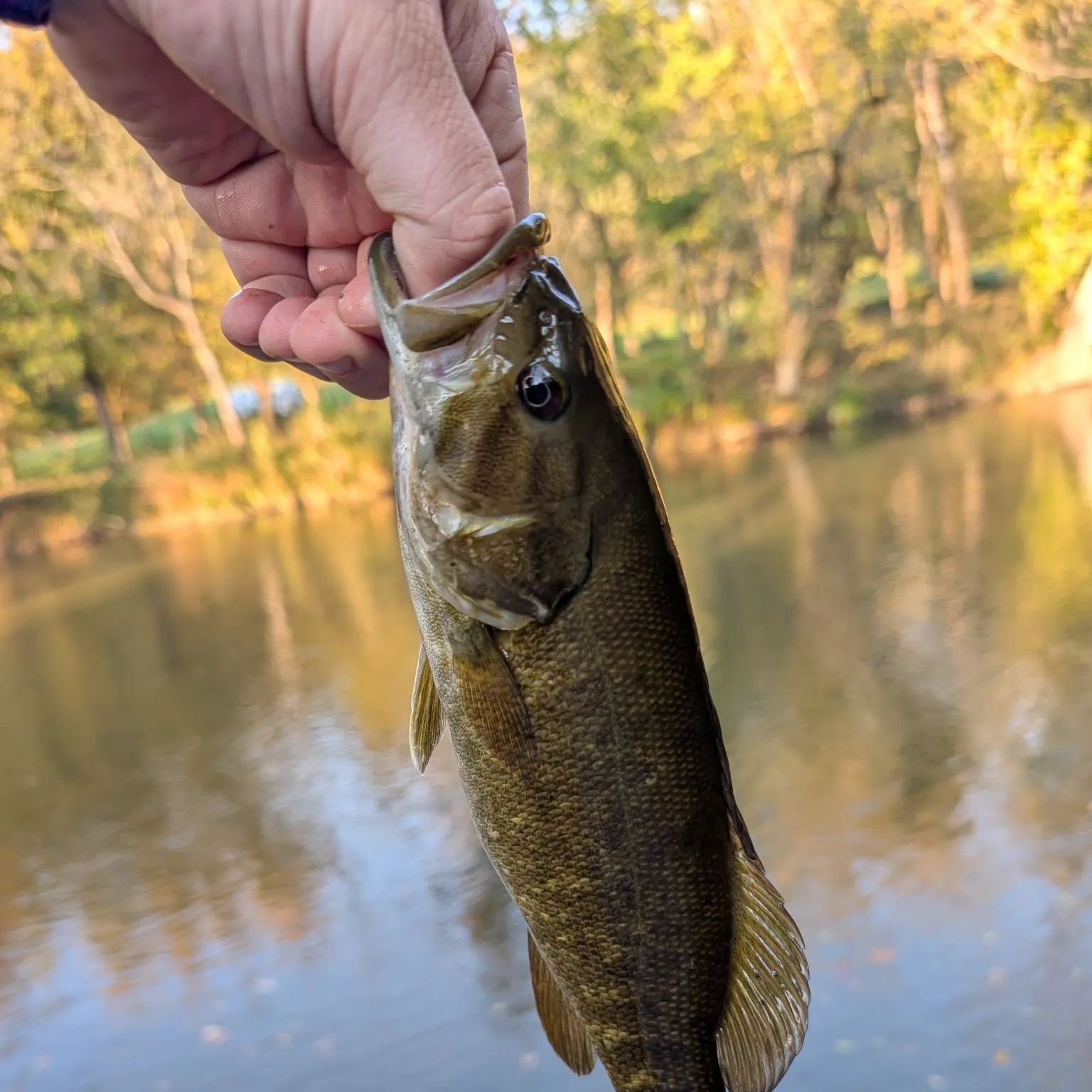 Smallmouth bass caught on Fishbrain