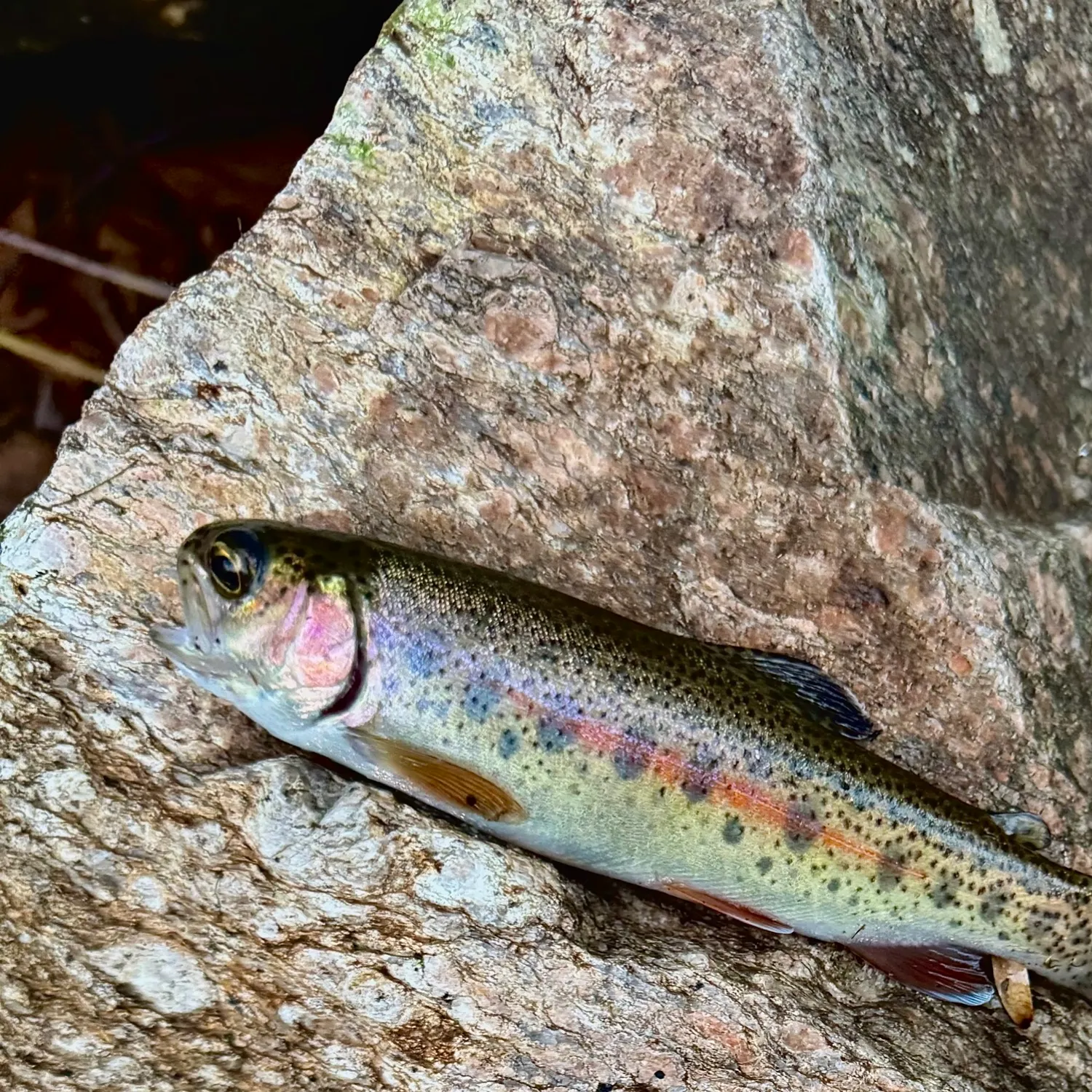 Rainbow trout caught on Fishbrain