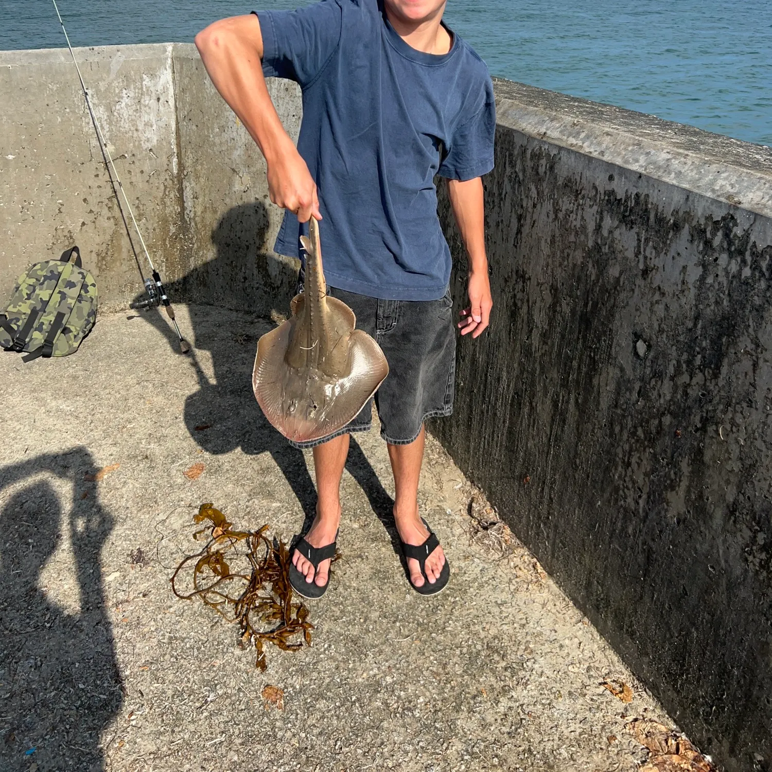 Thornback guitarfish caught on Fishbrain