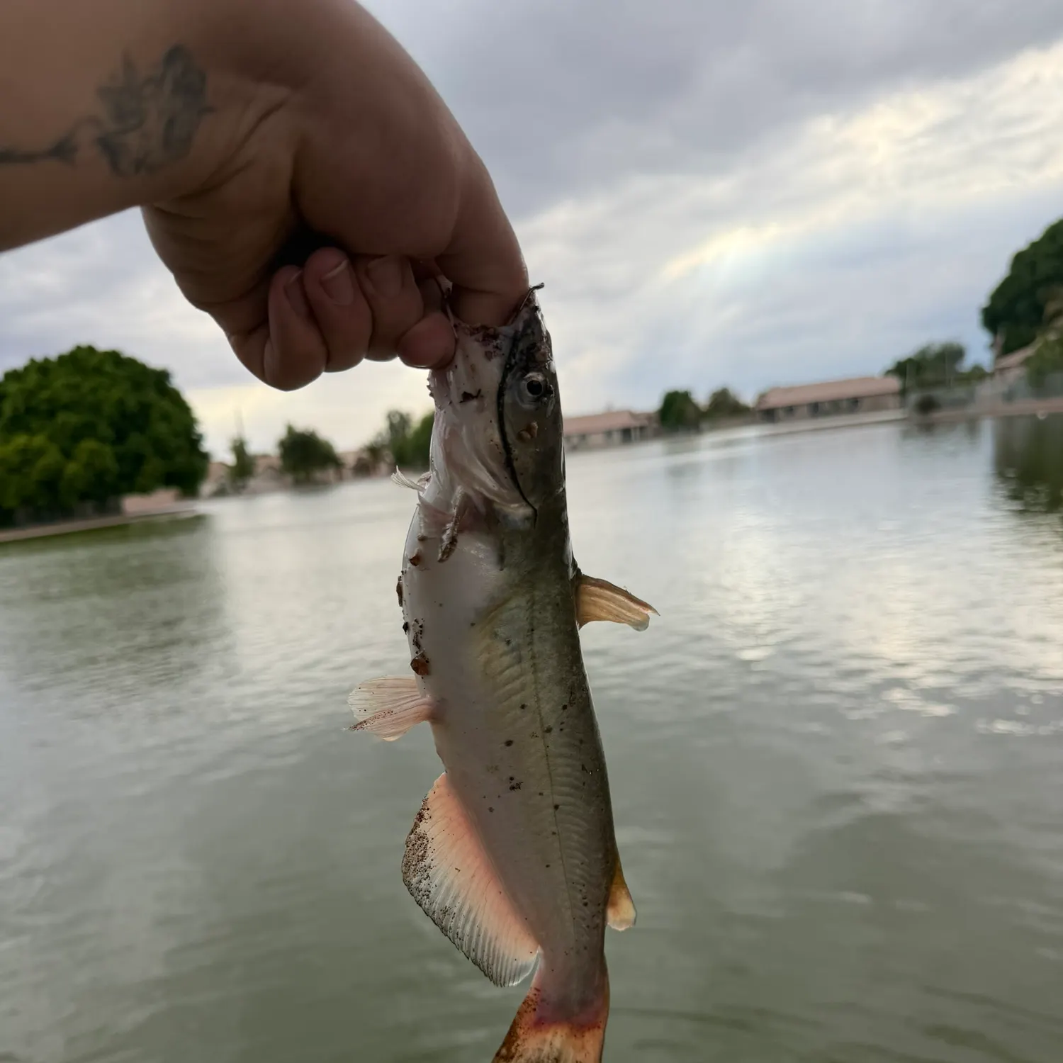catch