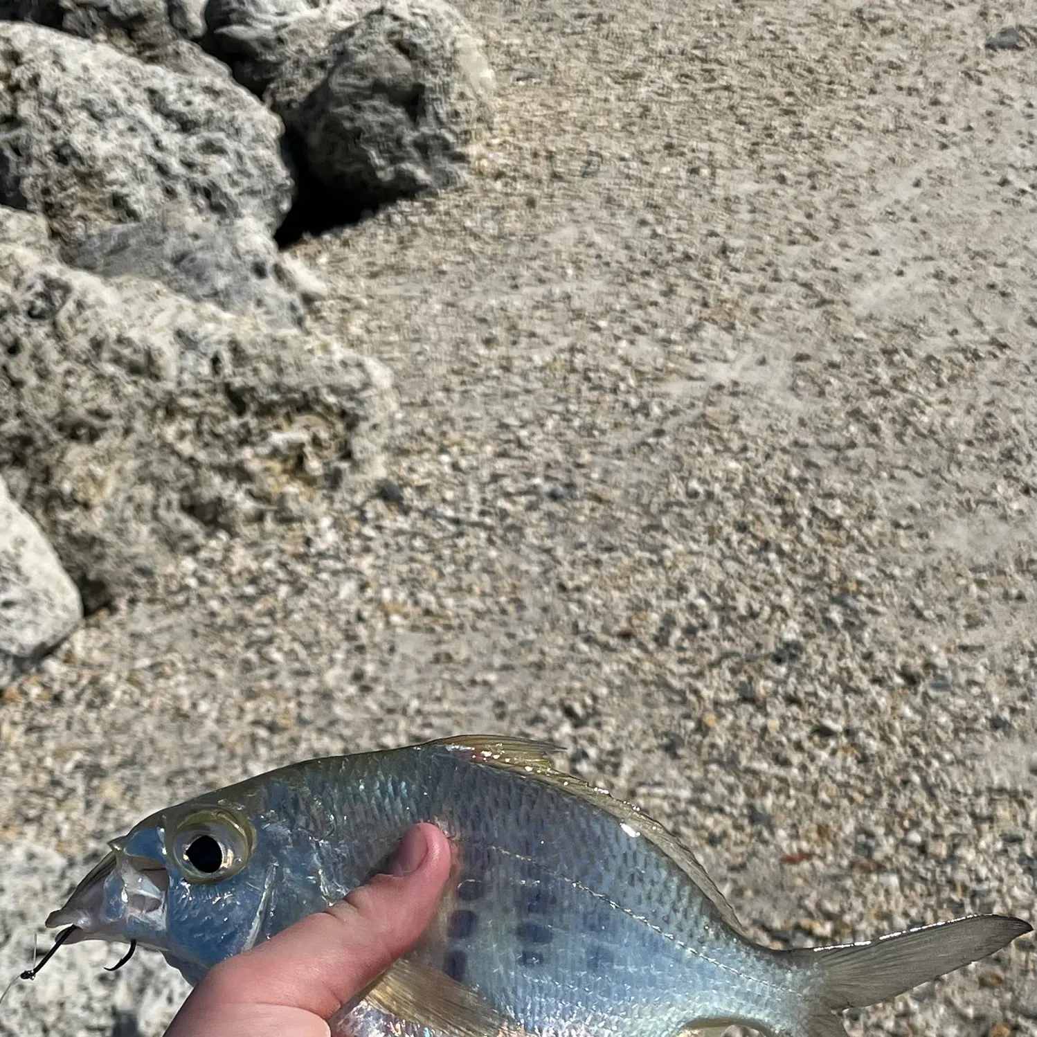 The most recent Silver jenny catches on Fishbrain