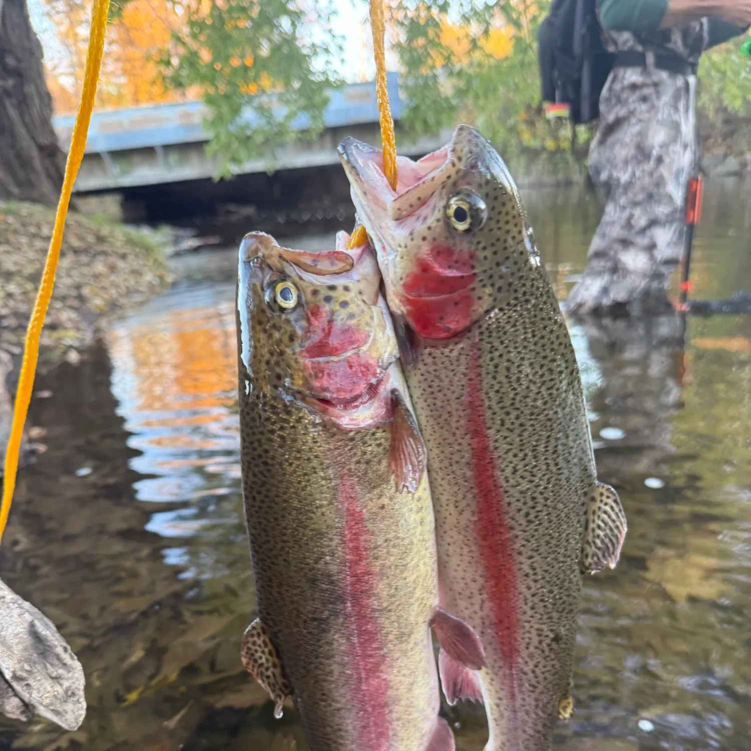 Rainbow trout caught on Fishbrain