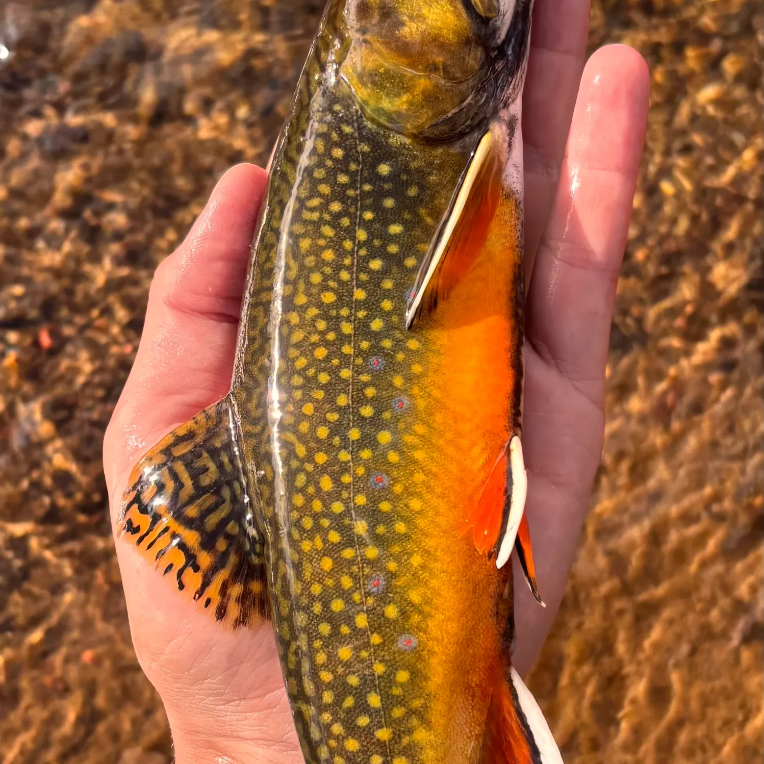 Brook trout caught on Fishbrain