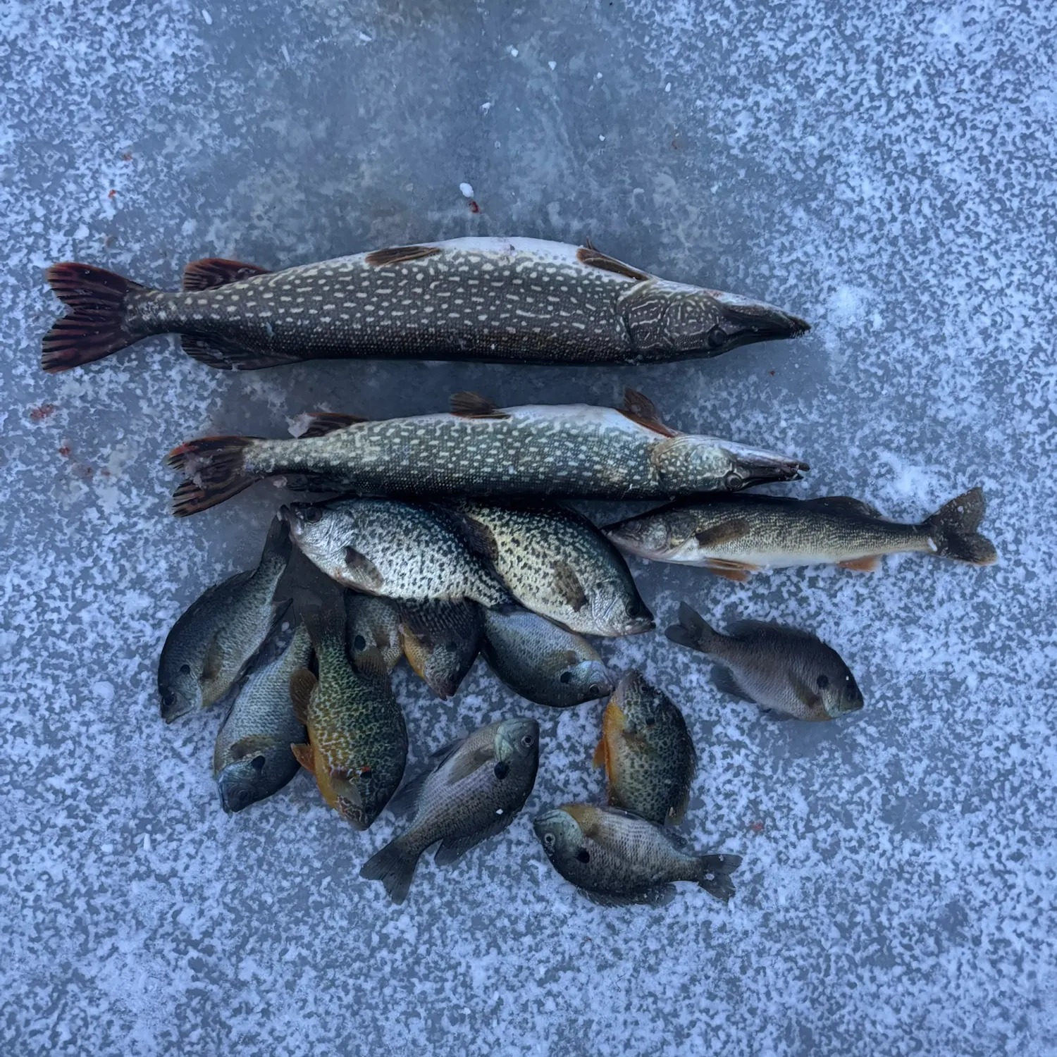 recently logged catches