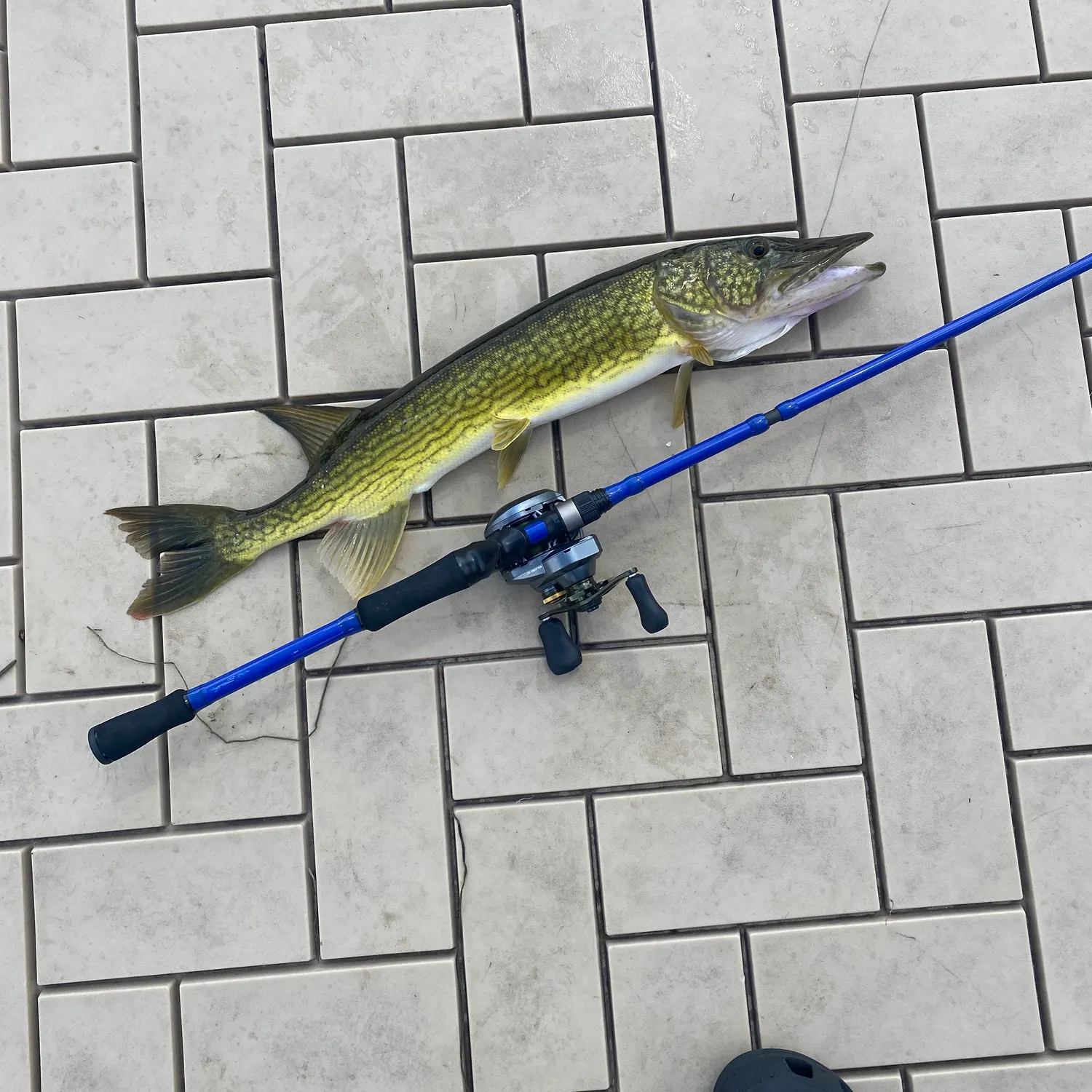 Chain pickerel caught on Fishbrain