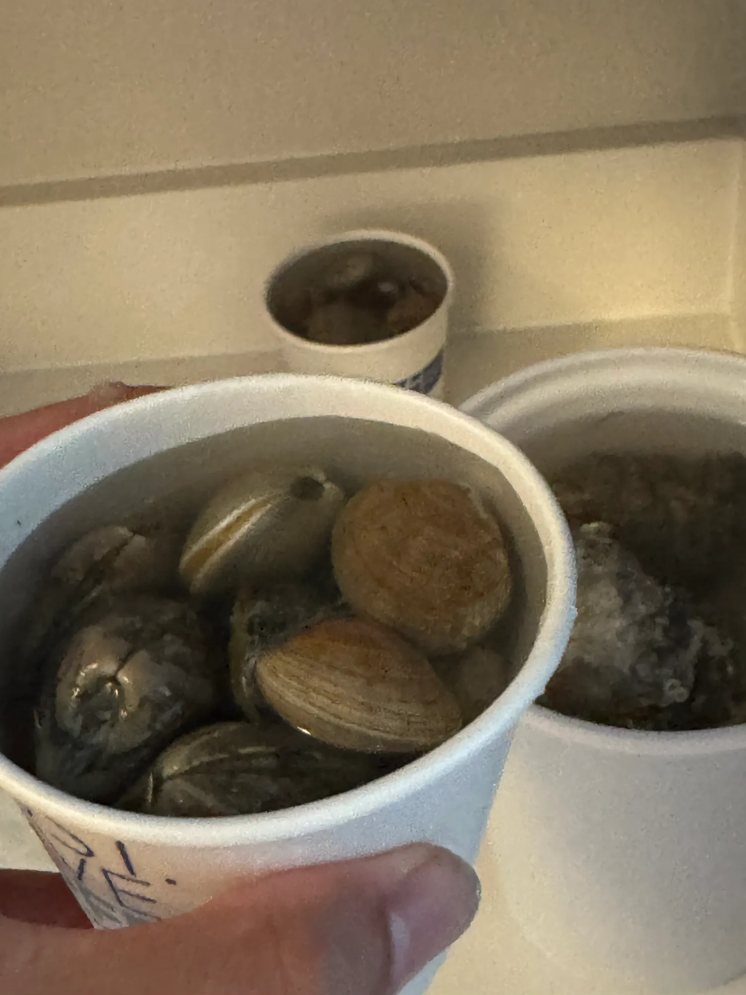 Clams