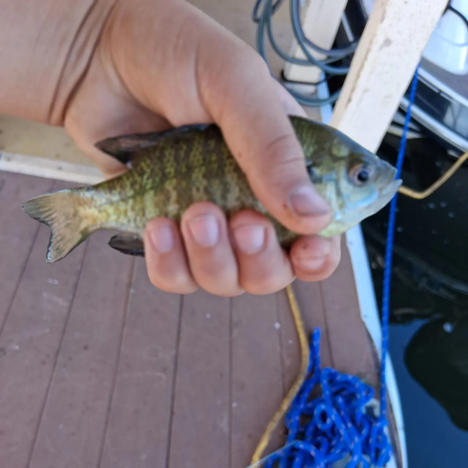 The most recent Bluegill catches on Fishbrain
