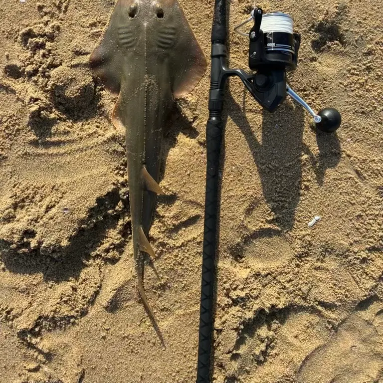 The most recent Pacific shovelnose guitarfish catches on Fishbrain