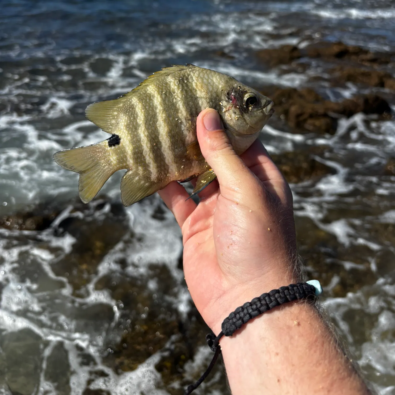 The most recent Blackspot sergeant catches on Fishbrain
