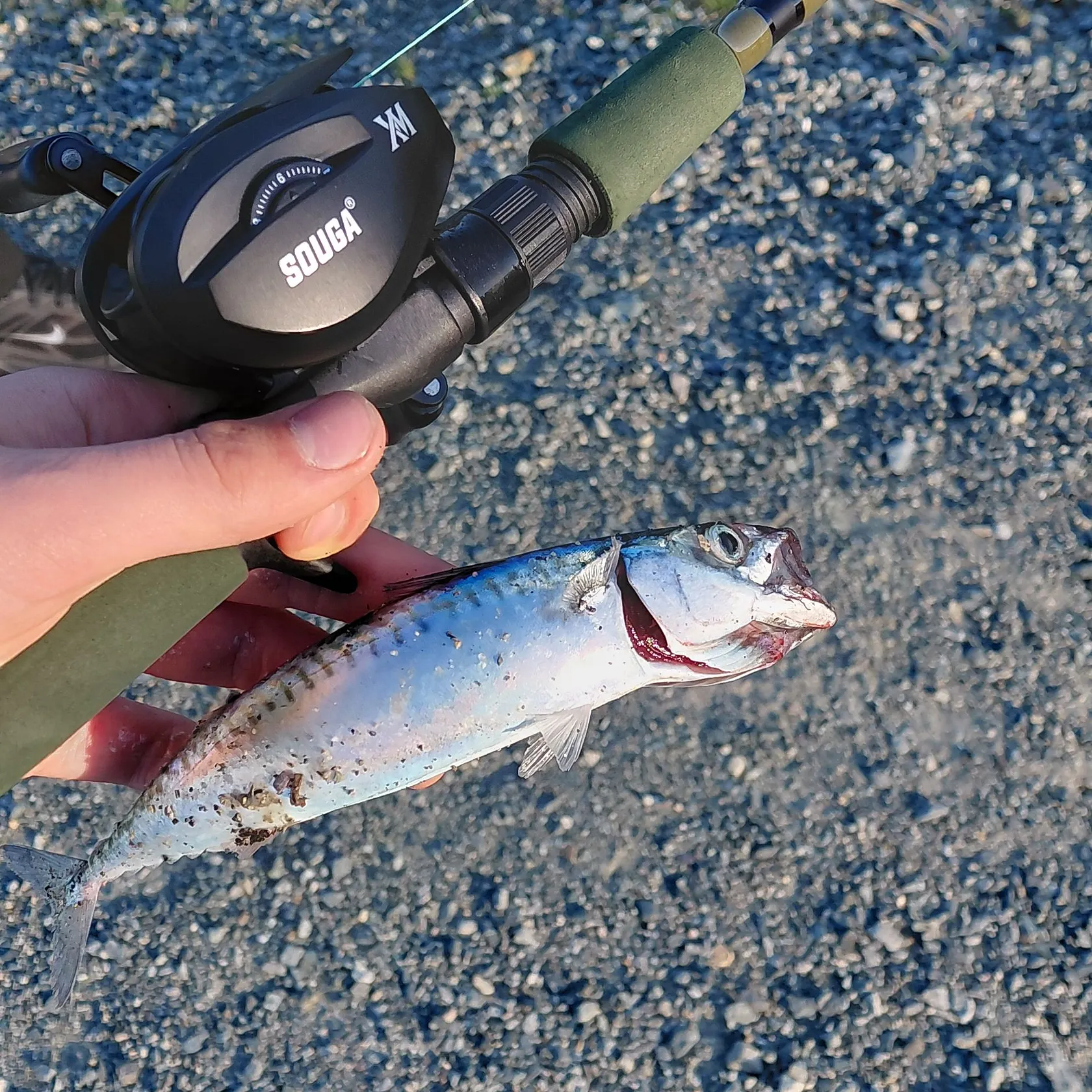 Atlantic mackerel caught on Fishbrain