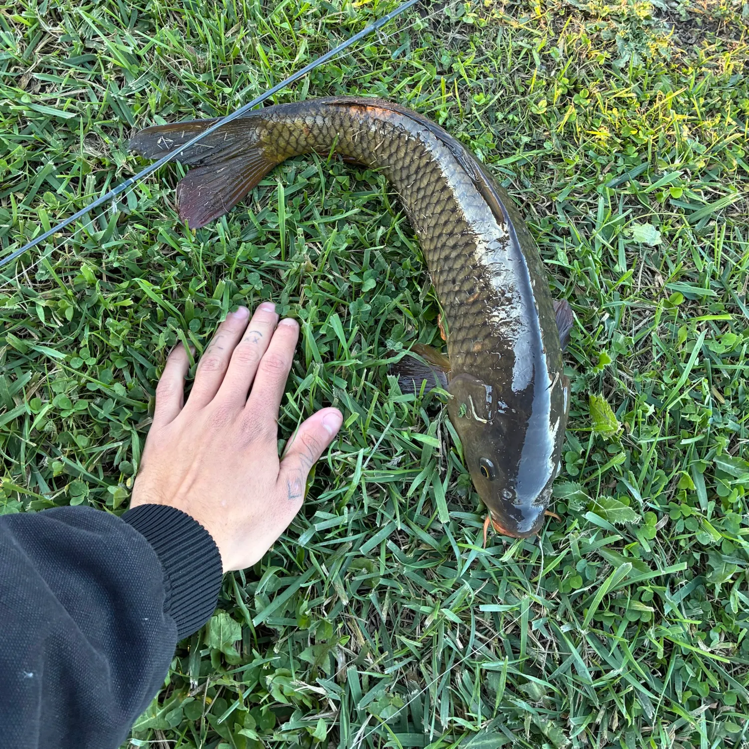 Common carp caught on Fishbrain