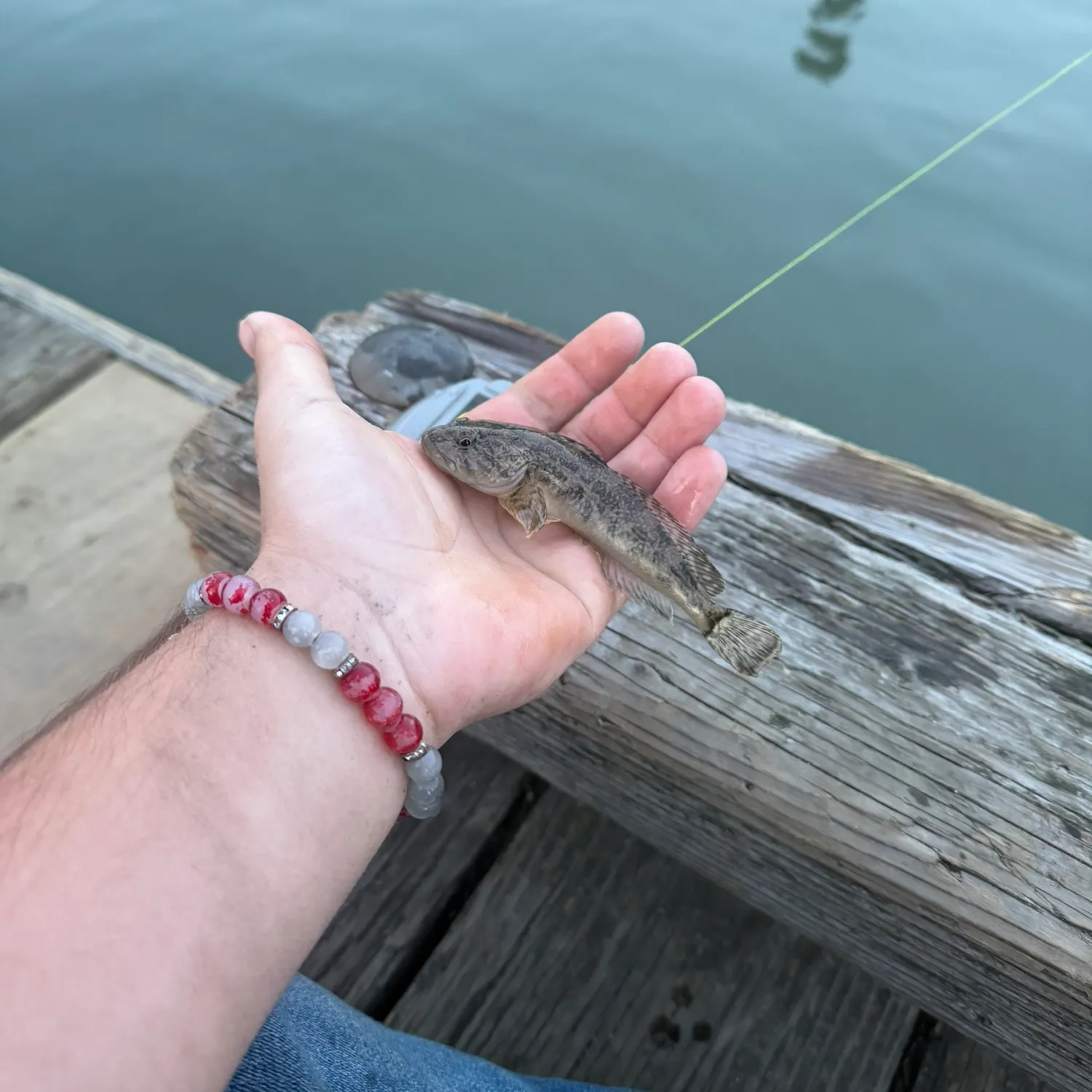 The most recent Prickly sculpin catches on Fishbrain