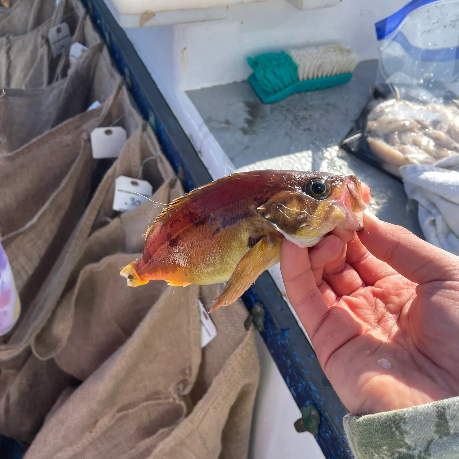 The most recent Squarespot rockfish catches on Fishbrain