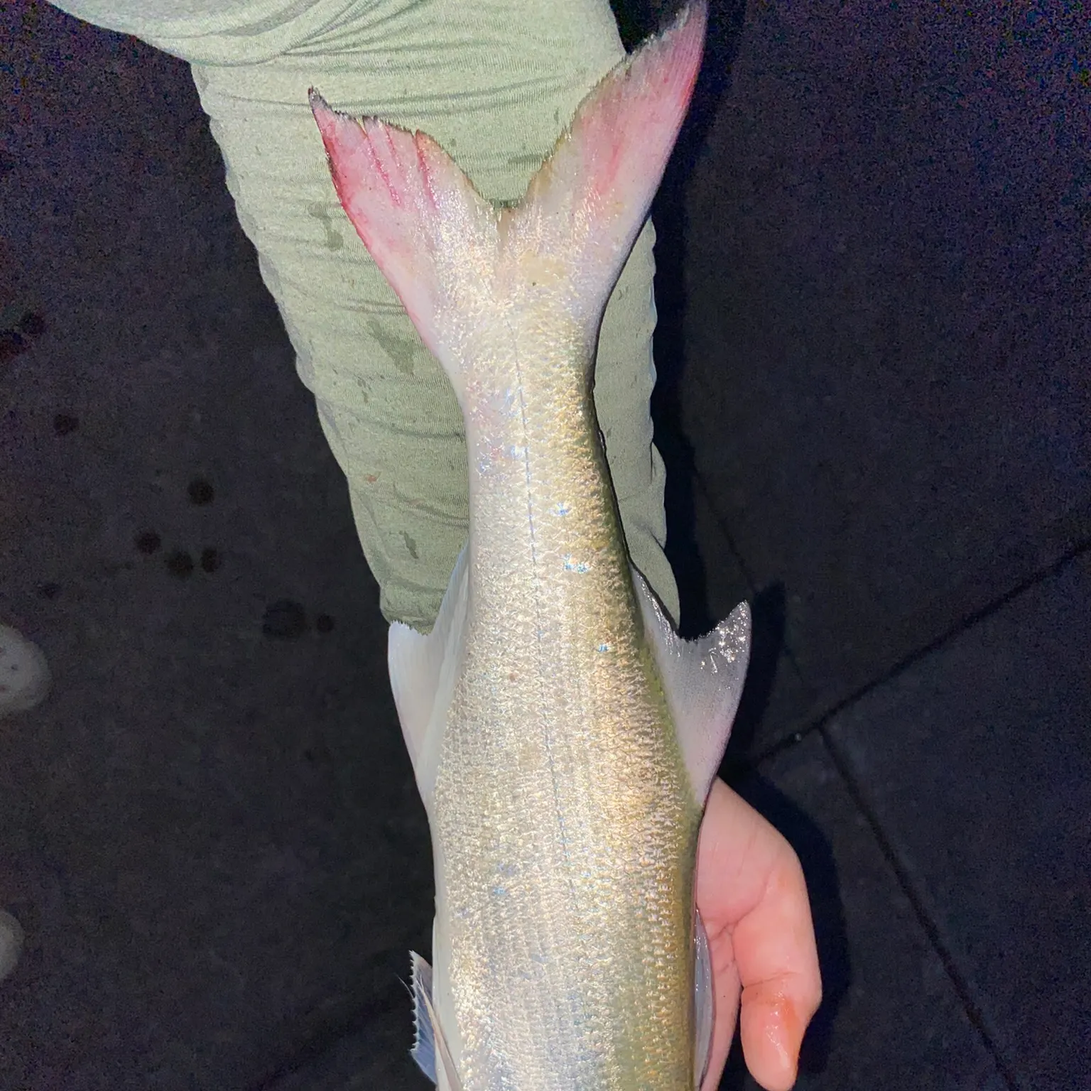 The most recent Fourfinger threadfin catches on Fishbrain