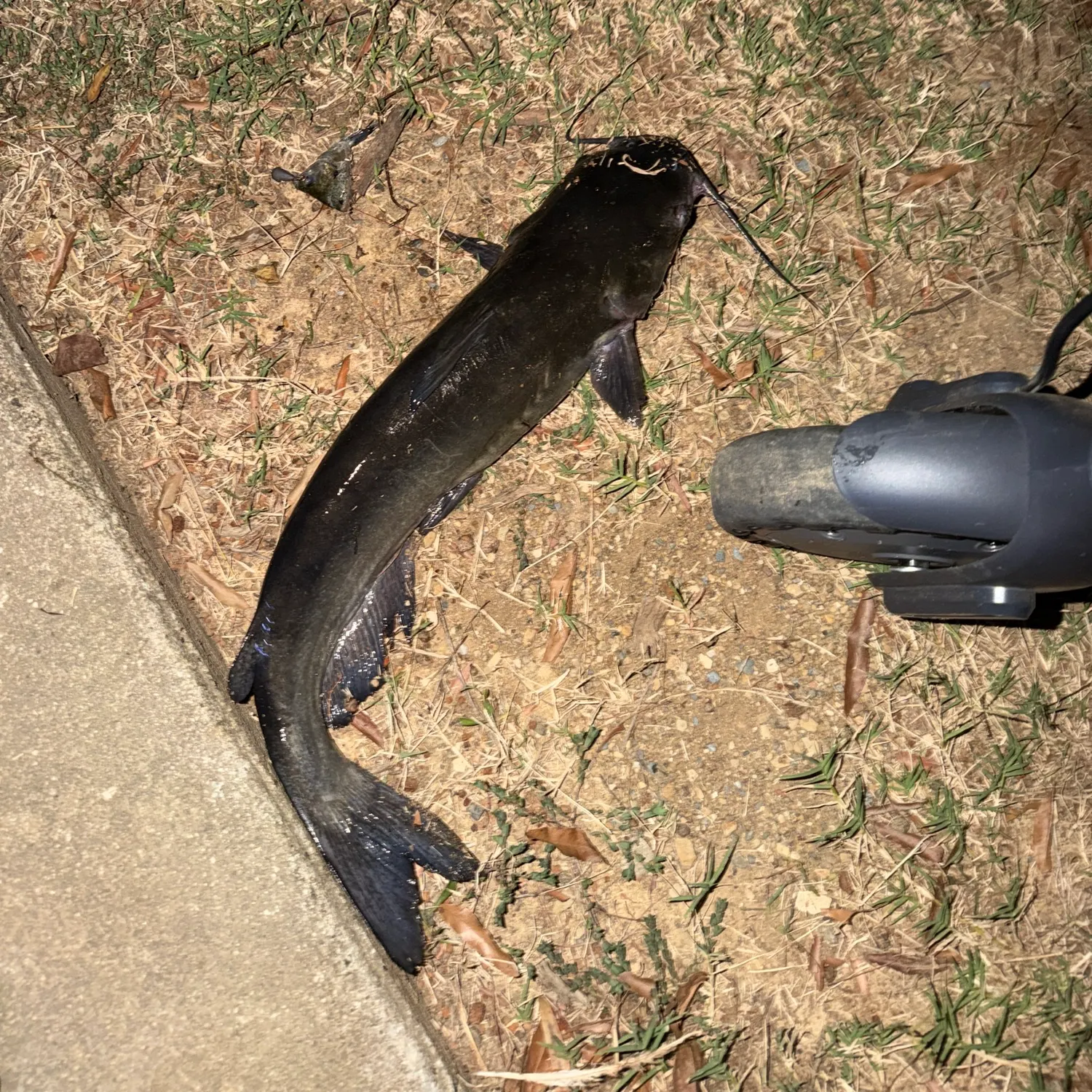 Flathead catfish caught on Fishbrain