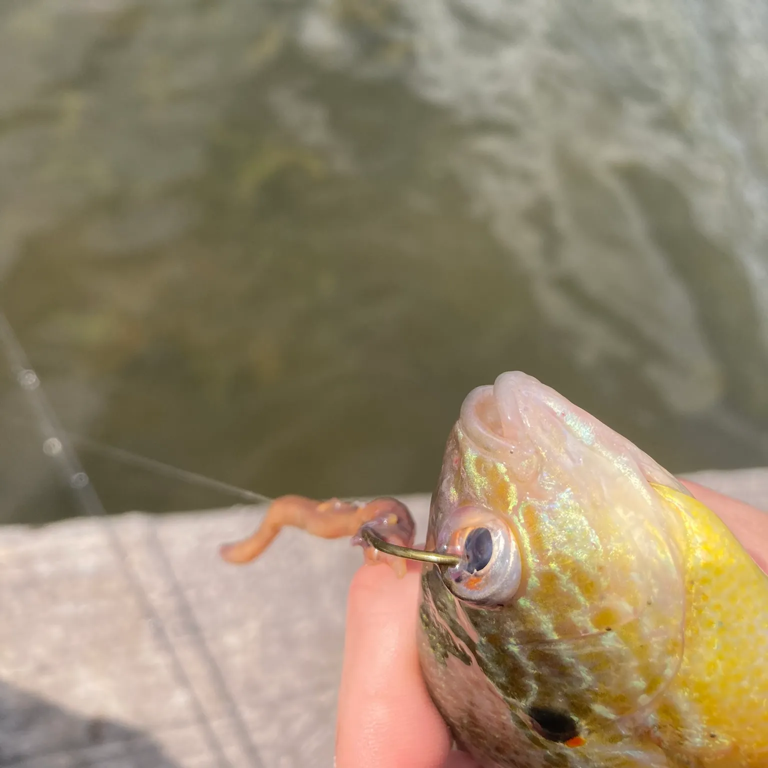 The most recent Bluegill catches on Fishbrain