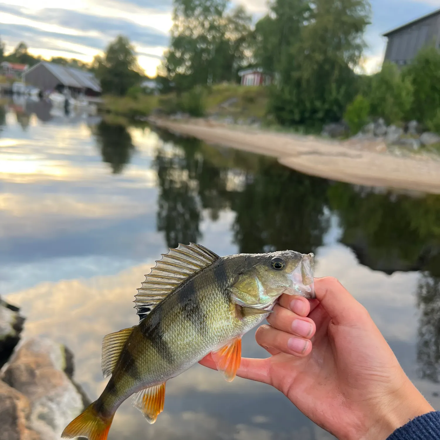 European perch caught on Fishbrain