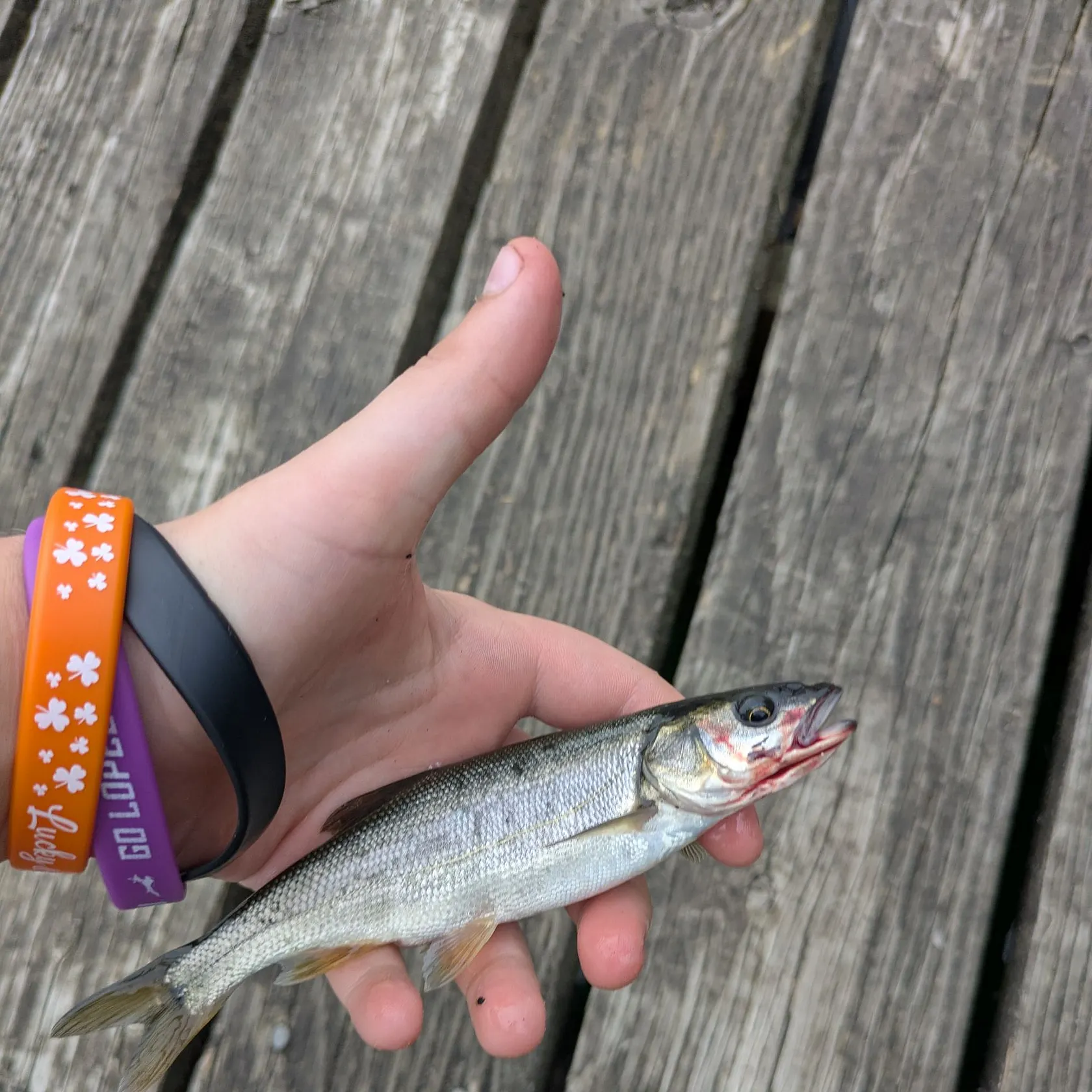 recently logged catches