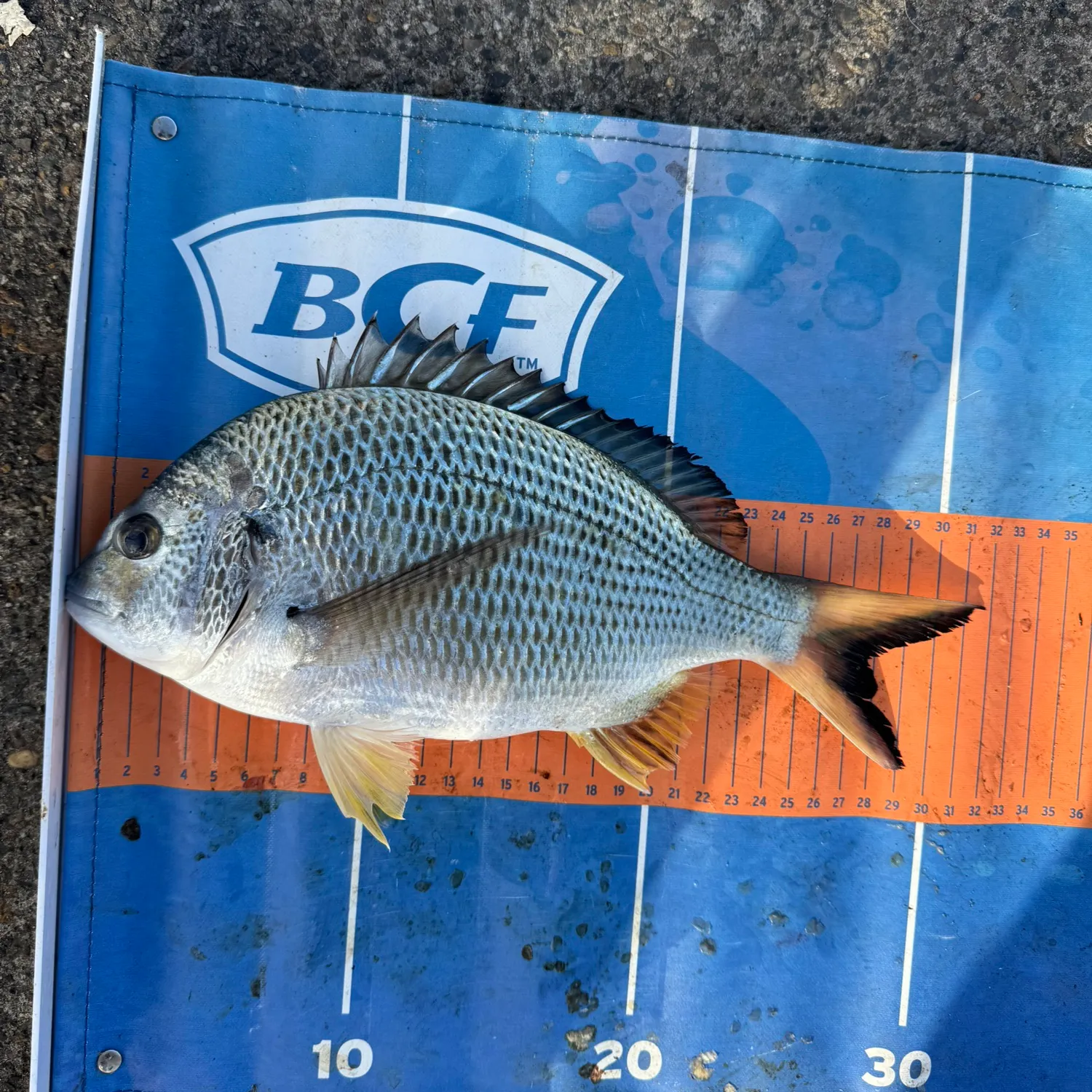 Surf bream caught on Fishbrain