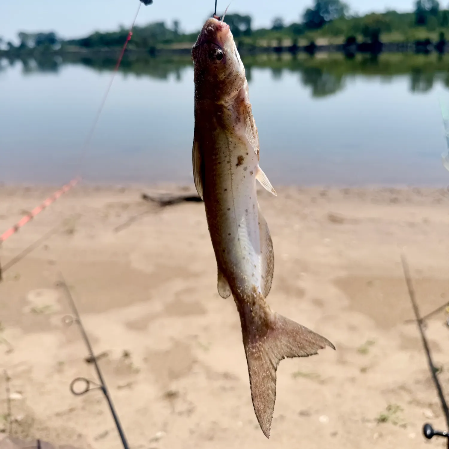 Channel catfish caught on Fishbrain