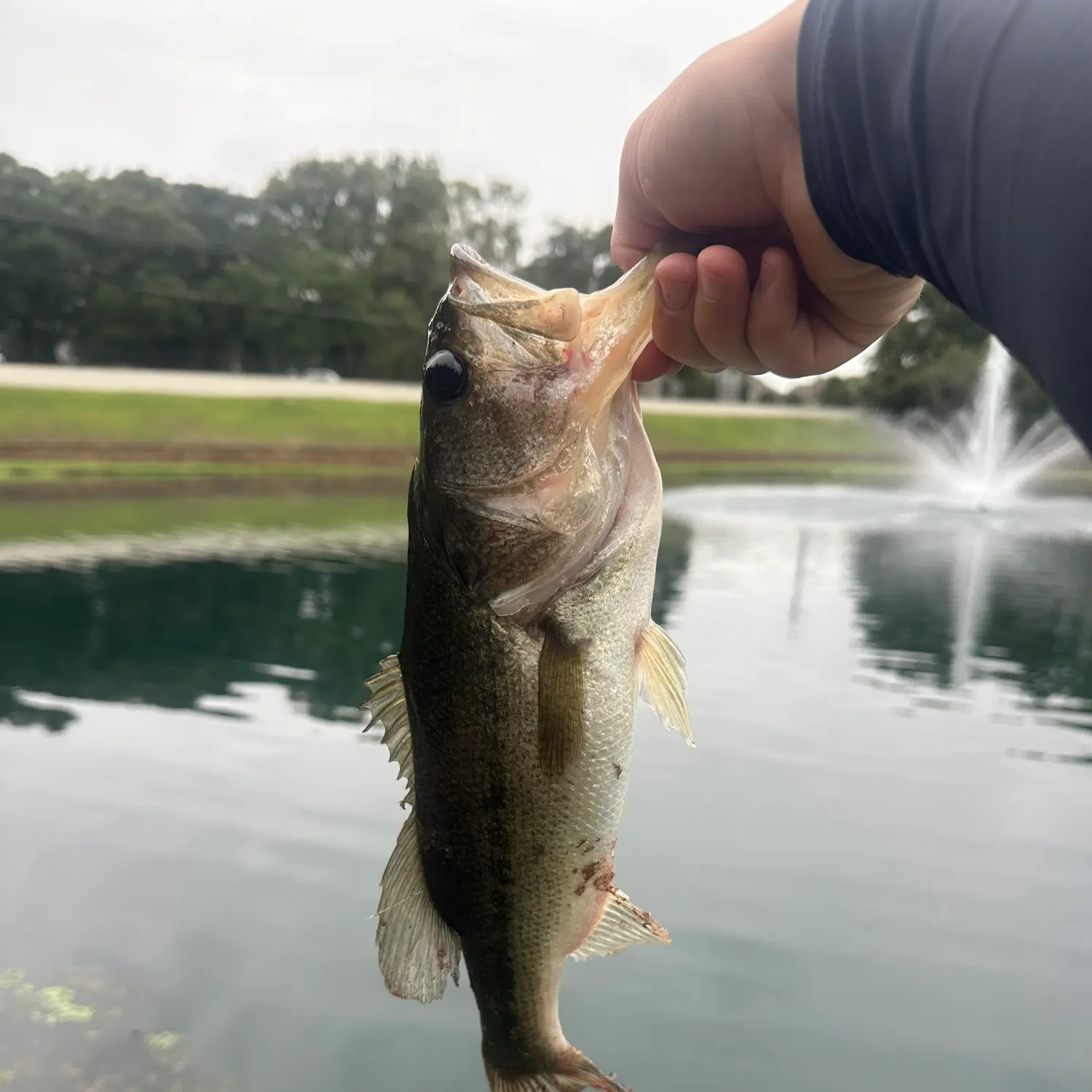 The most recent Largemouth bass catches on Fishbrain