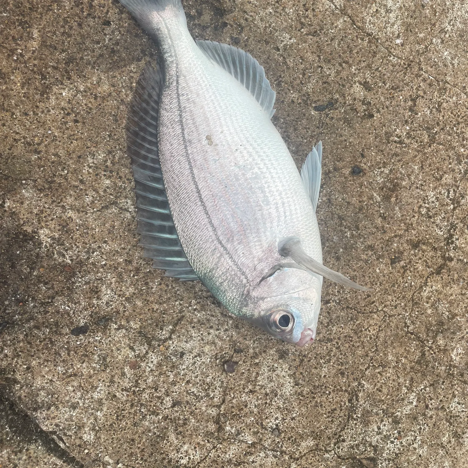 The most recent Black seabream catches on Fishbrain