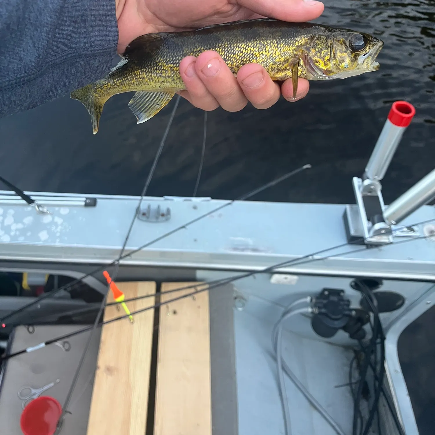 Walleye caught on Fishbrain
