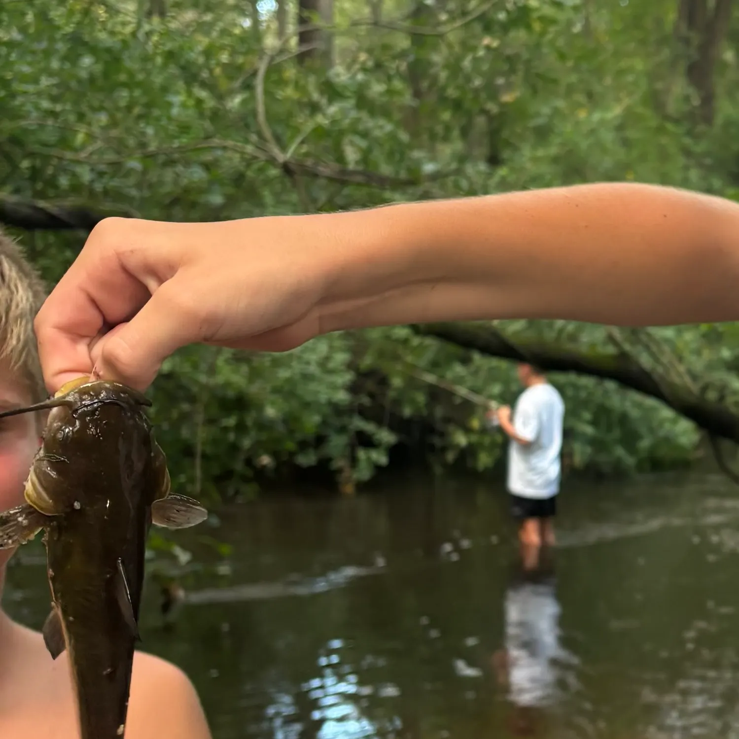 Black bullhead caught on Fishbrain