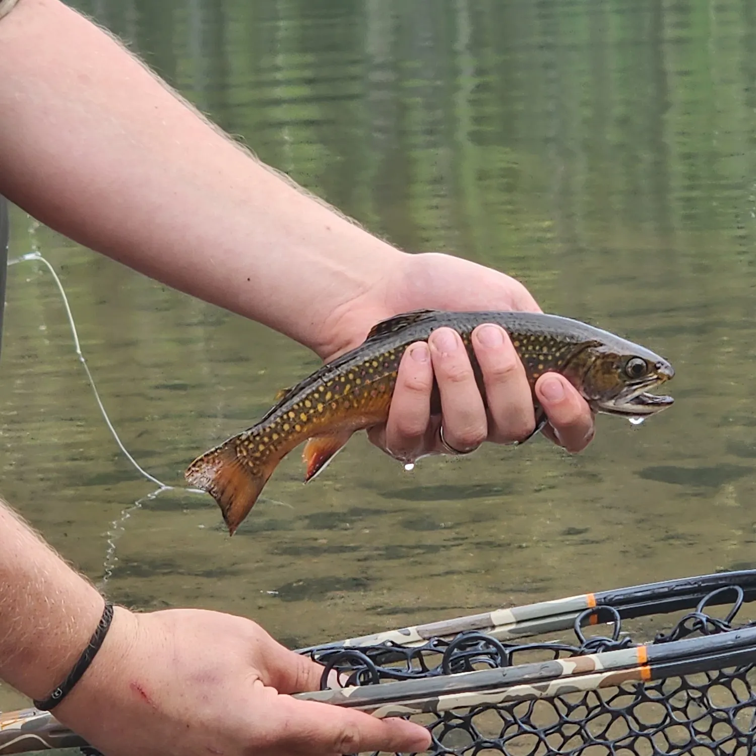 Brook trout caught on Fishbrain