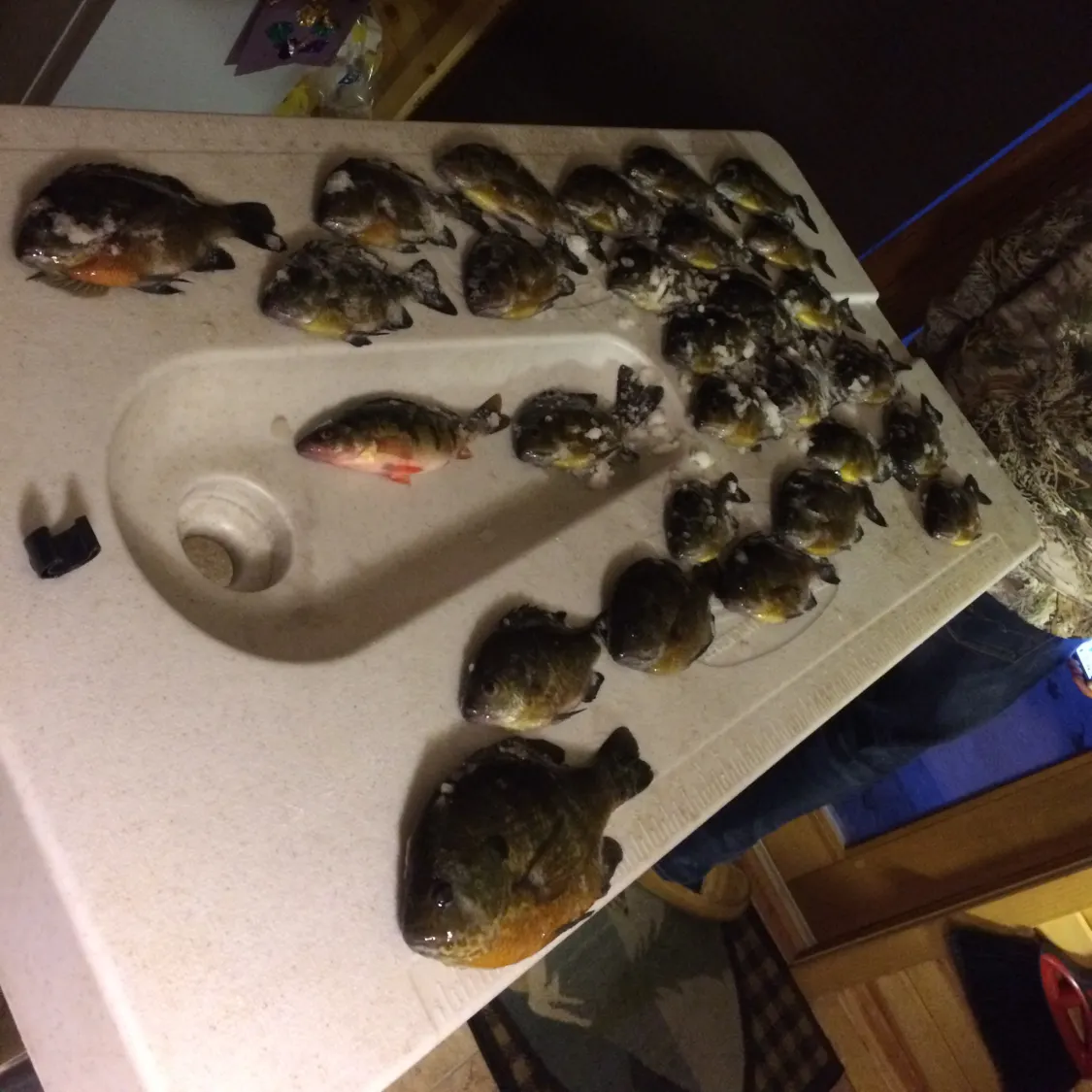 recently logged catches