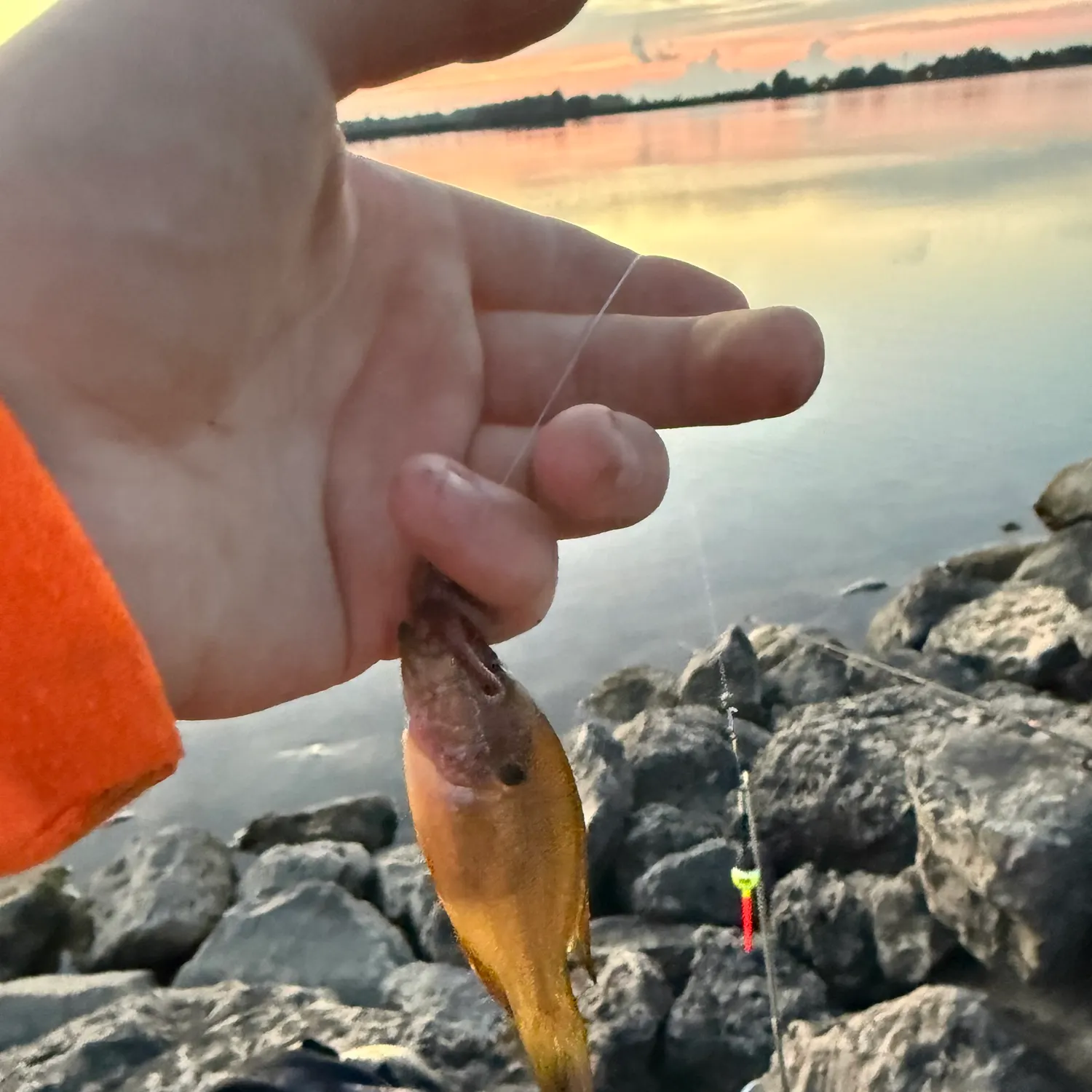Bluegill caught on Fishbrain