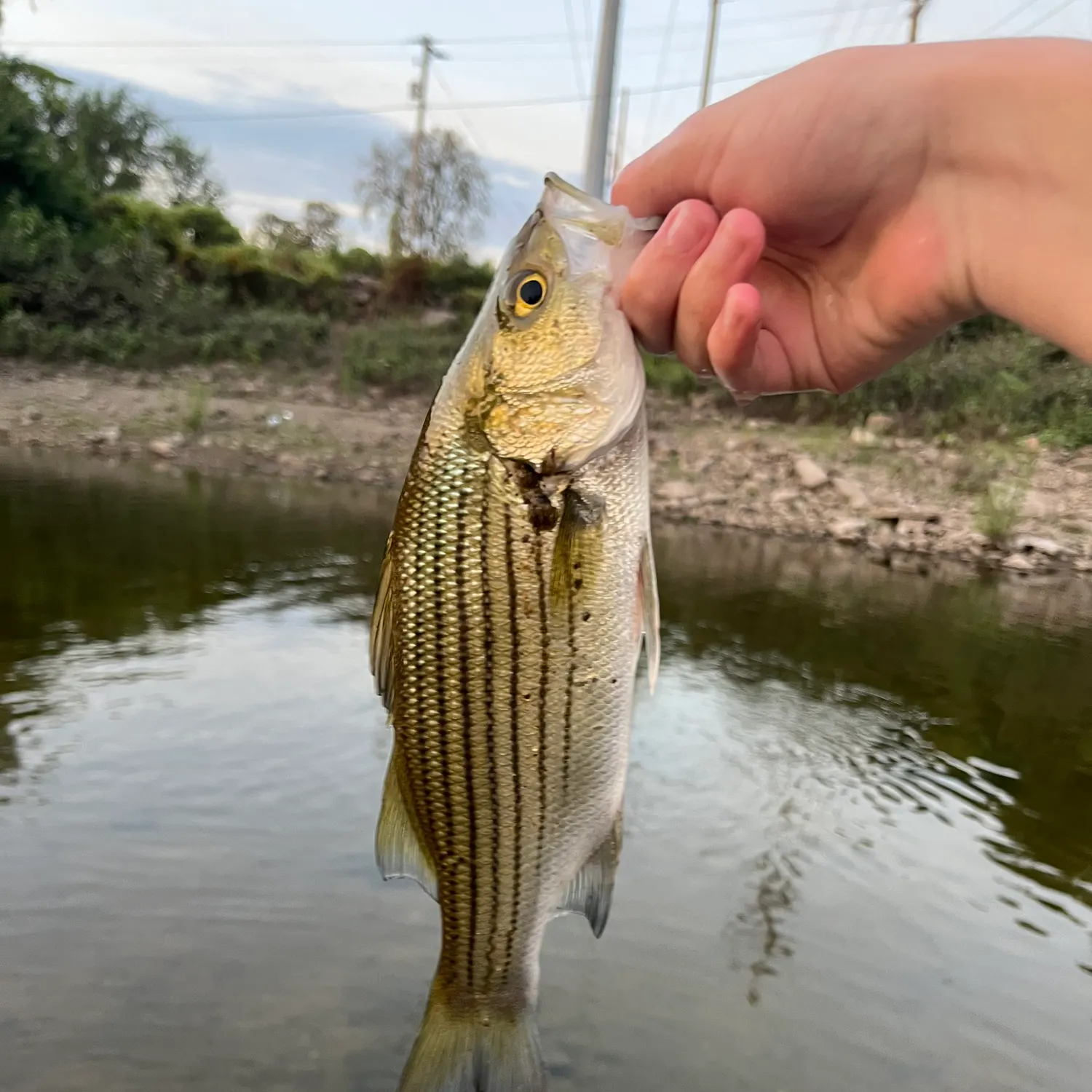 Wiper caught on Fishbrain