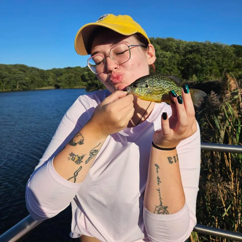 Pumpkinseed caught on Fishbrain