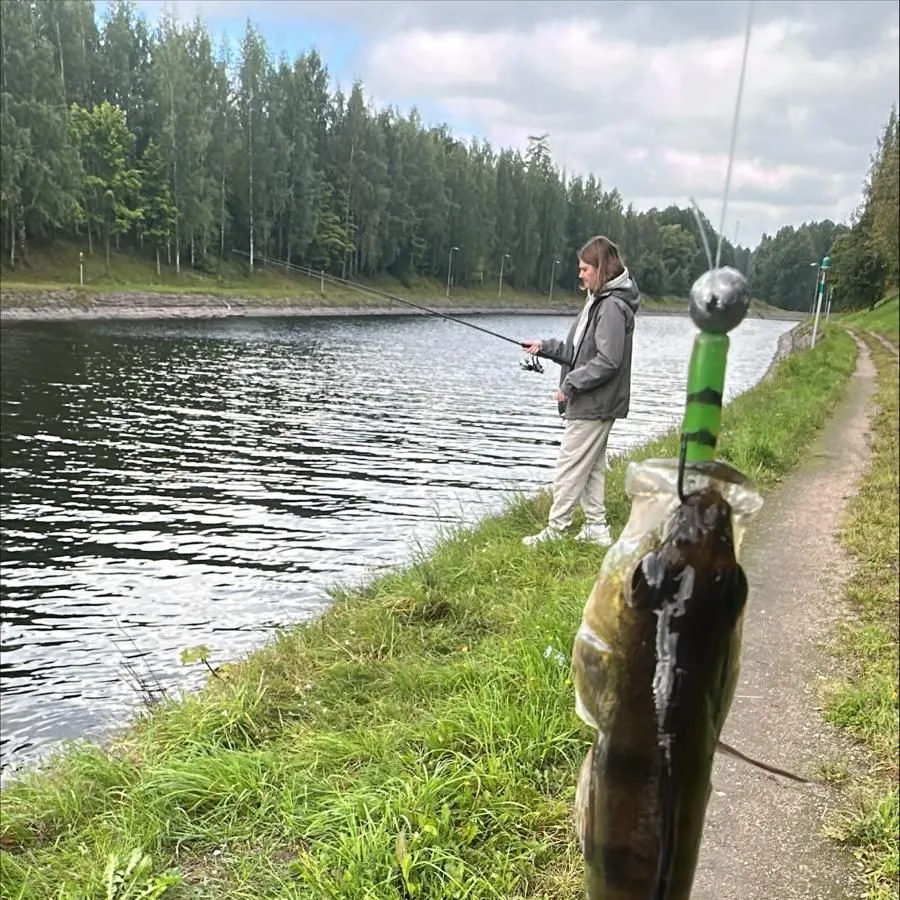 European perch caught on Fishbrain