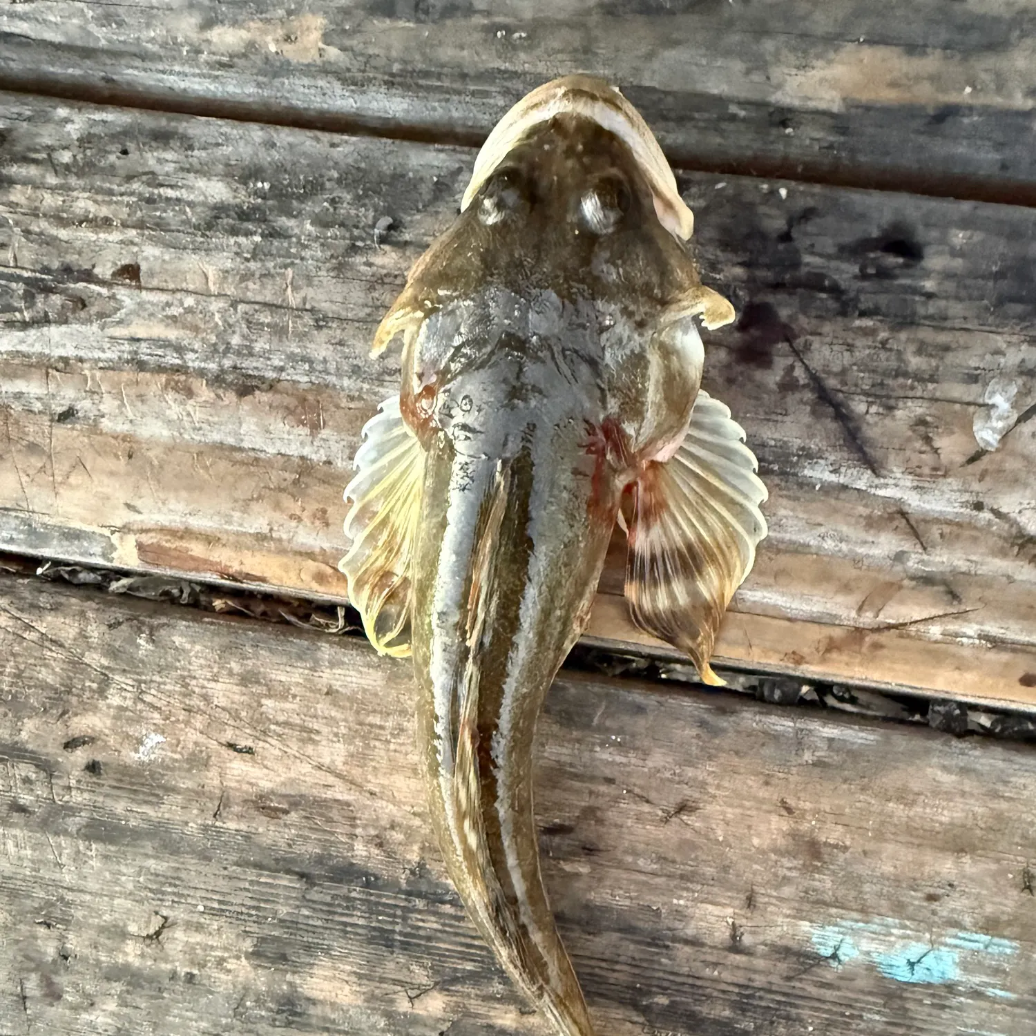 Pacific staghorn sculpin caught on Fishbrain