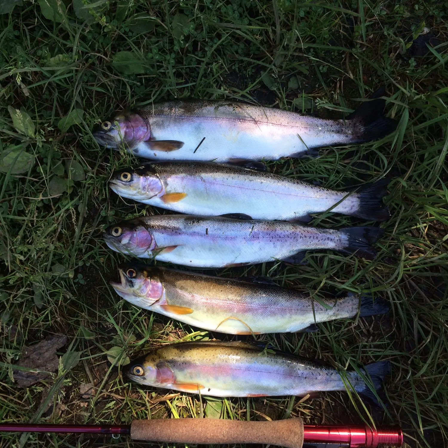 recently logged catches