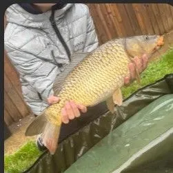 Common carp caught on Fishbrain