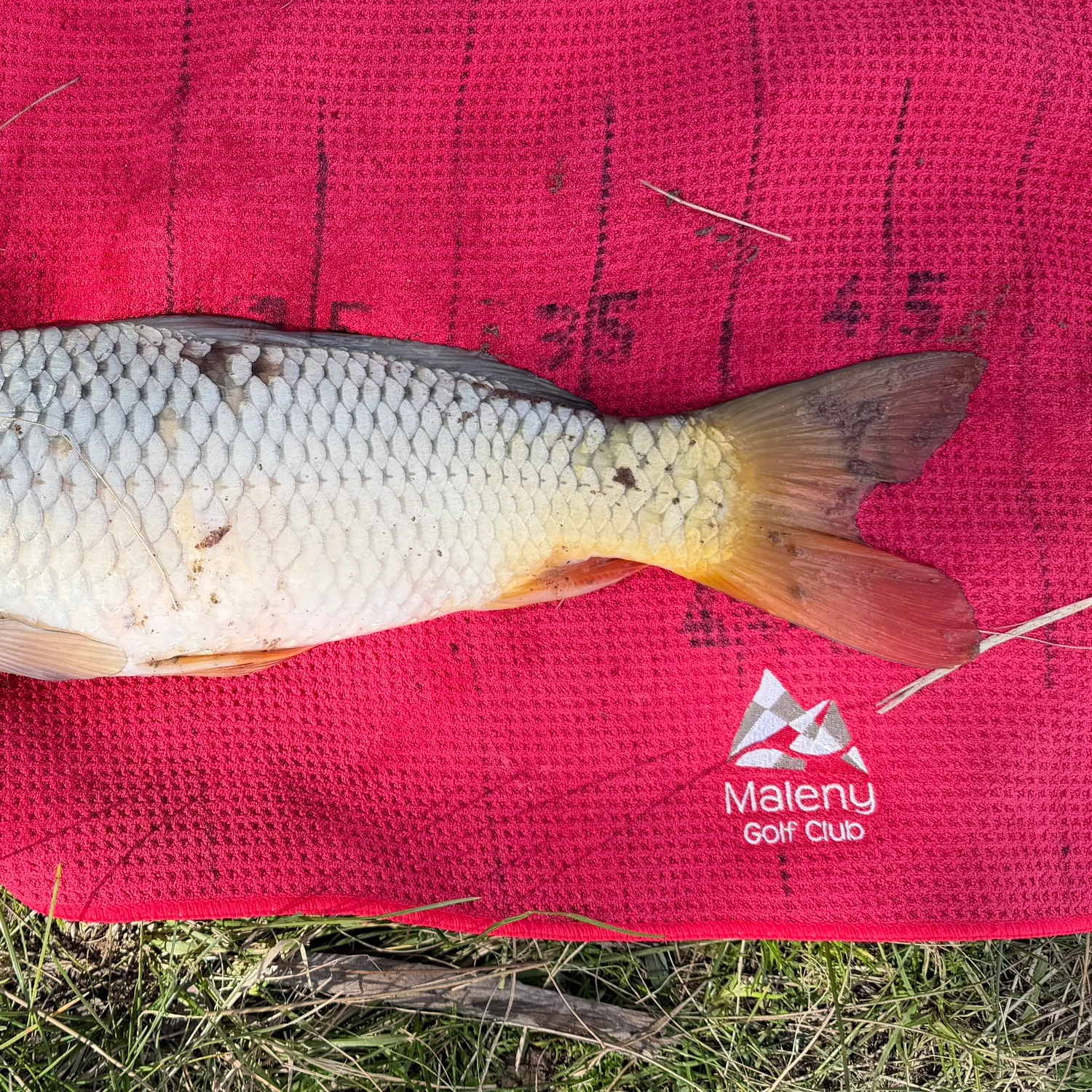 Common carp caught on Fishbrain