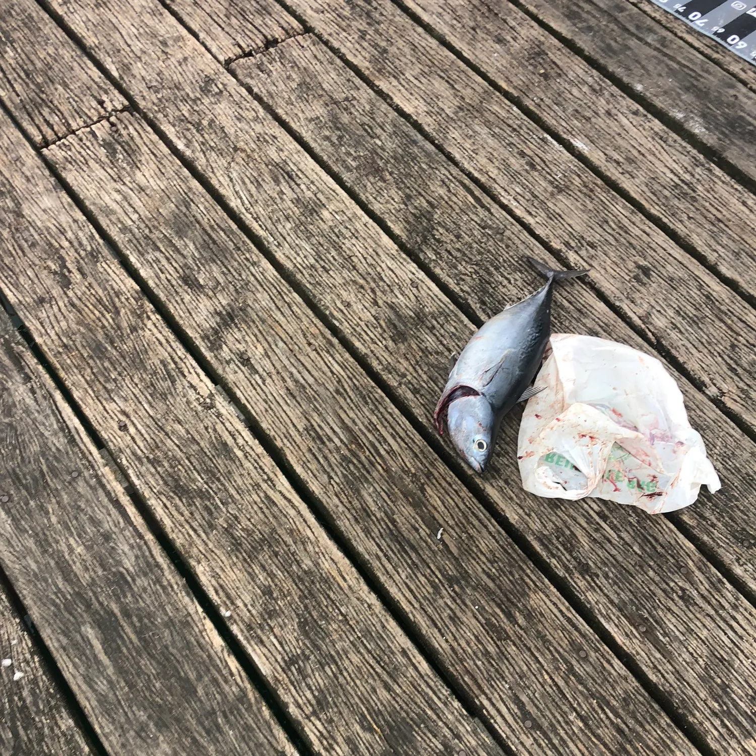 The most recent Kawakawa catches on Fishbrain