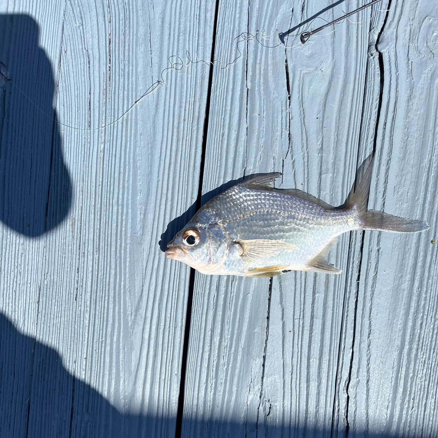 The most recent Silver jenny catches on Fishbrain